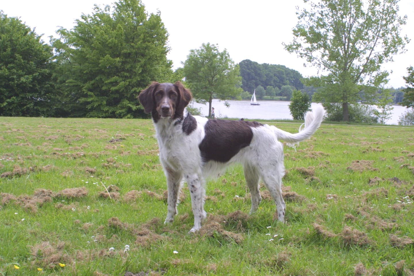 Kleiner Münsterländer mit braunweißem Fell steht auf einer Wiese am See und schaut in die Kamera.