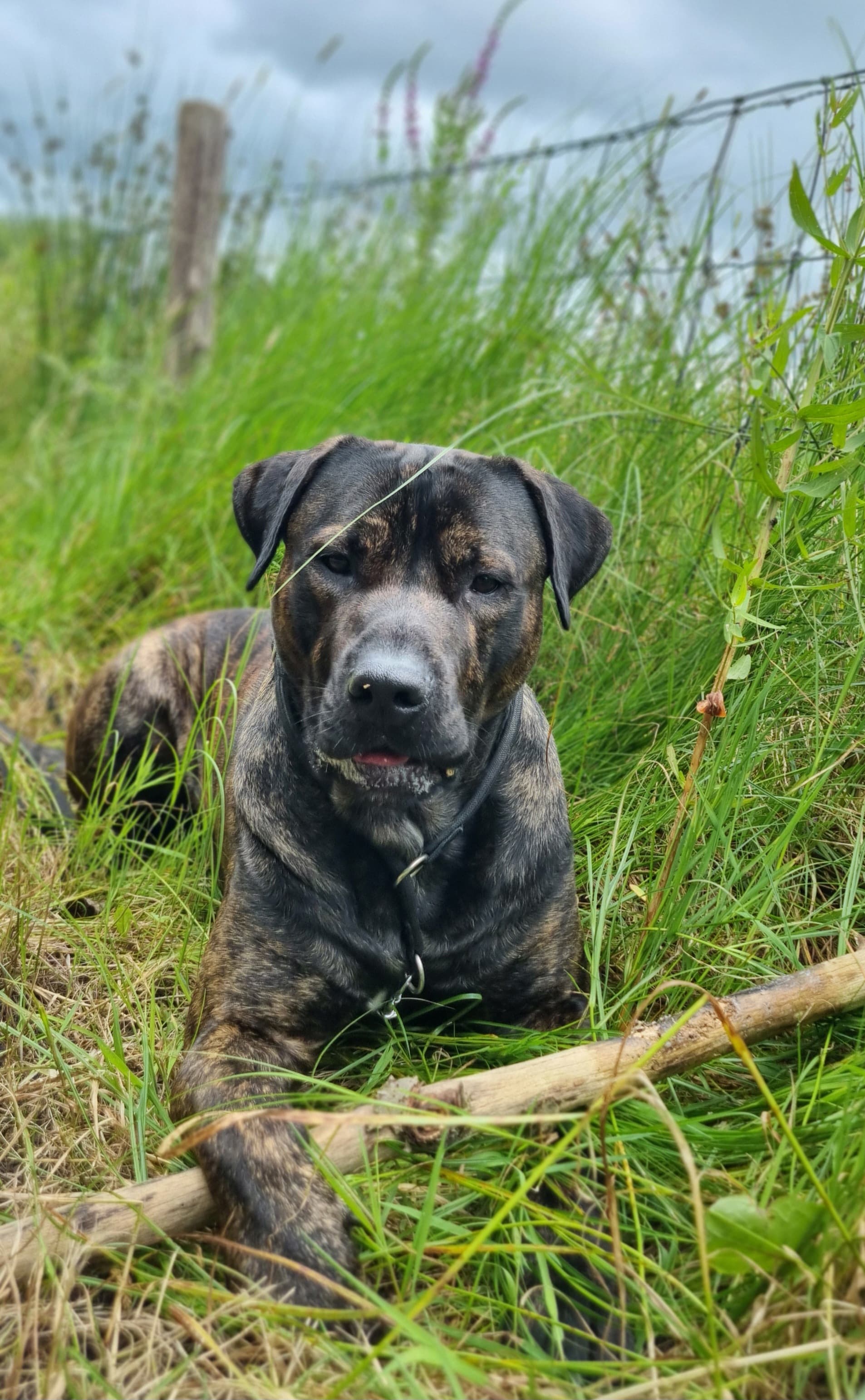 Presa Canario liegt entspannt im hohen Gras, gestromtes Fell und natürliche Hängeohren.