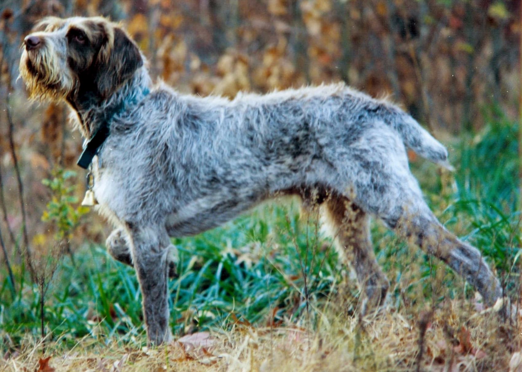Italienischer Spinone steht im Vorstehen auf einer herbstlichen Wiese, raues weißgraues Fell gut sichtbar.