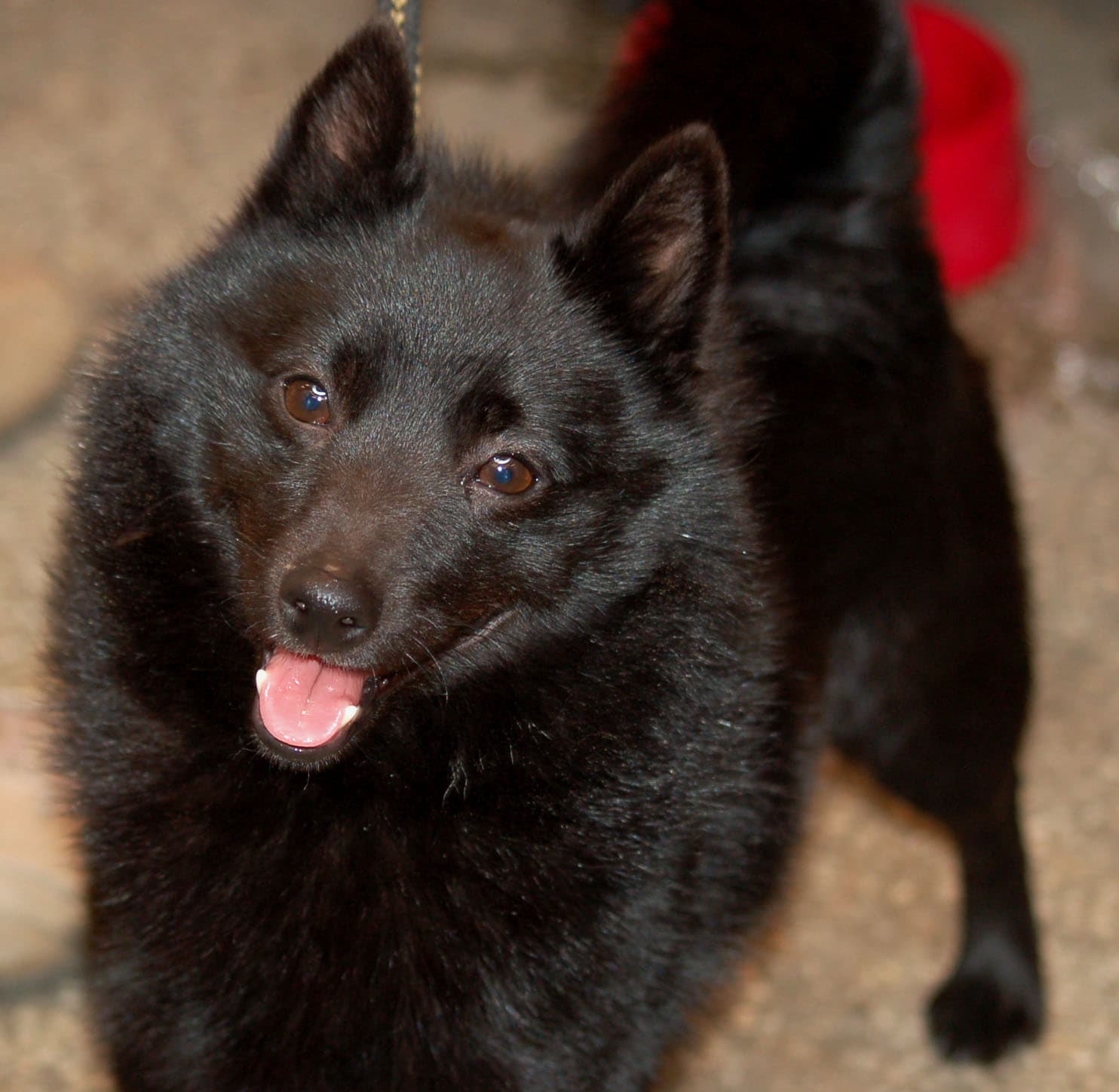 Nahaufnahme eines schwarzen Schipperke mit stehenden Ohren und heraushaengender Zunge.