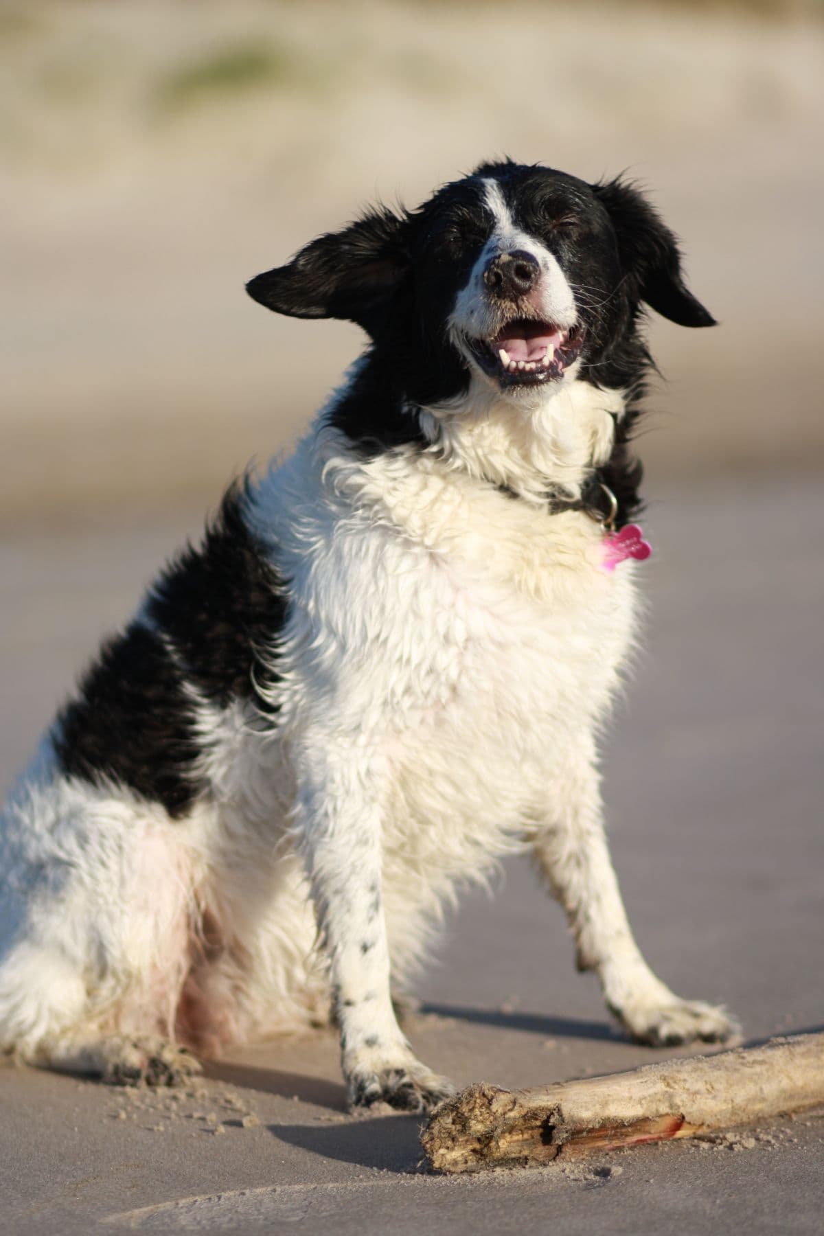 Friesischer Wasserhund mit nassem Fell sitzt fröhlich hechelnd am Strand.