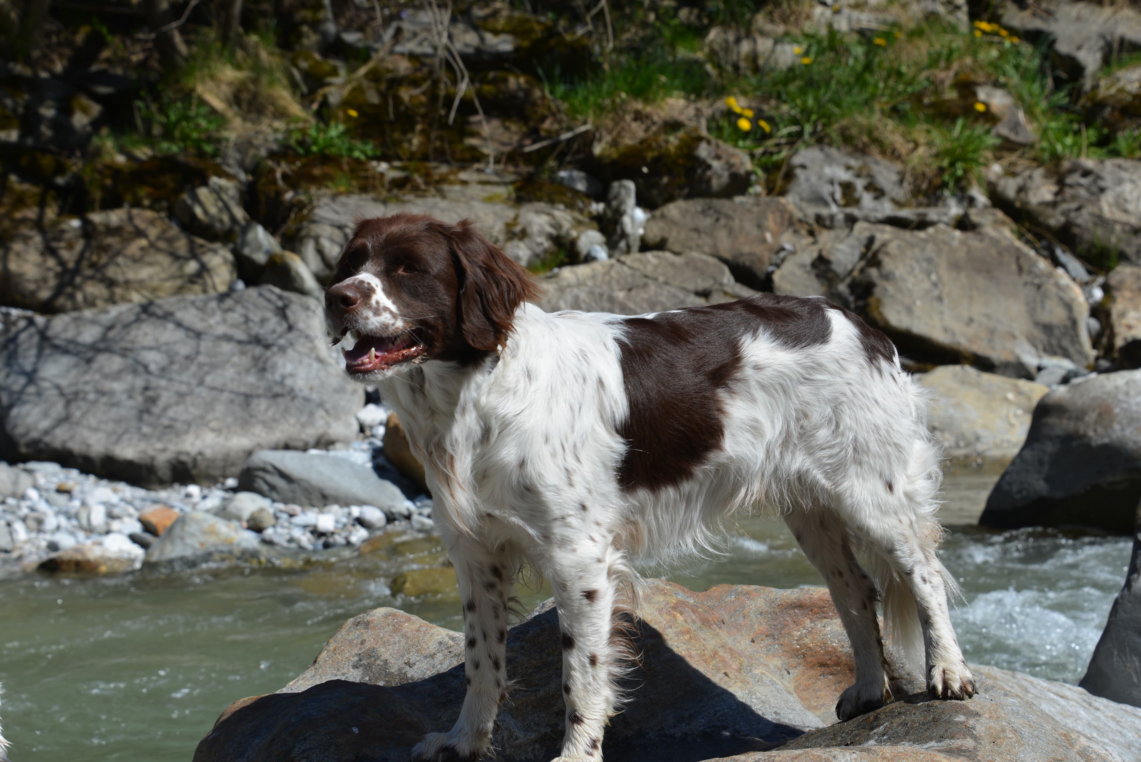 Drentscher Hühnerhund steht auf einem Felsen an einem Gebirgsbach.