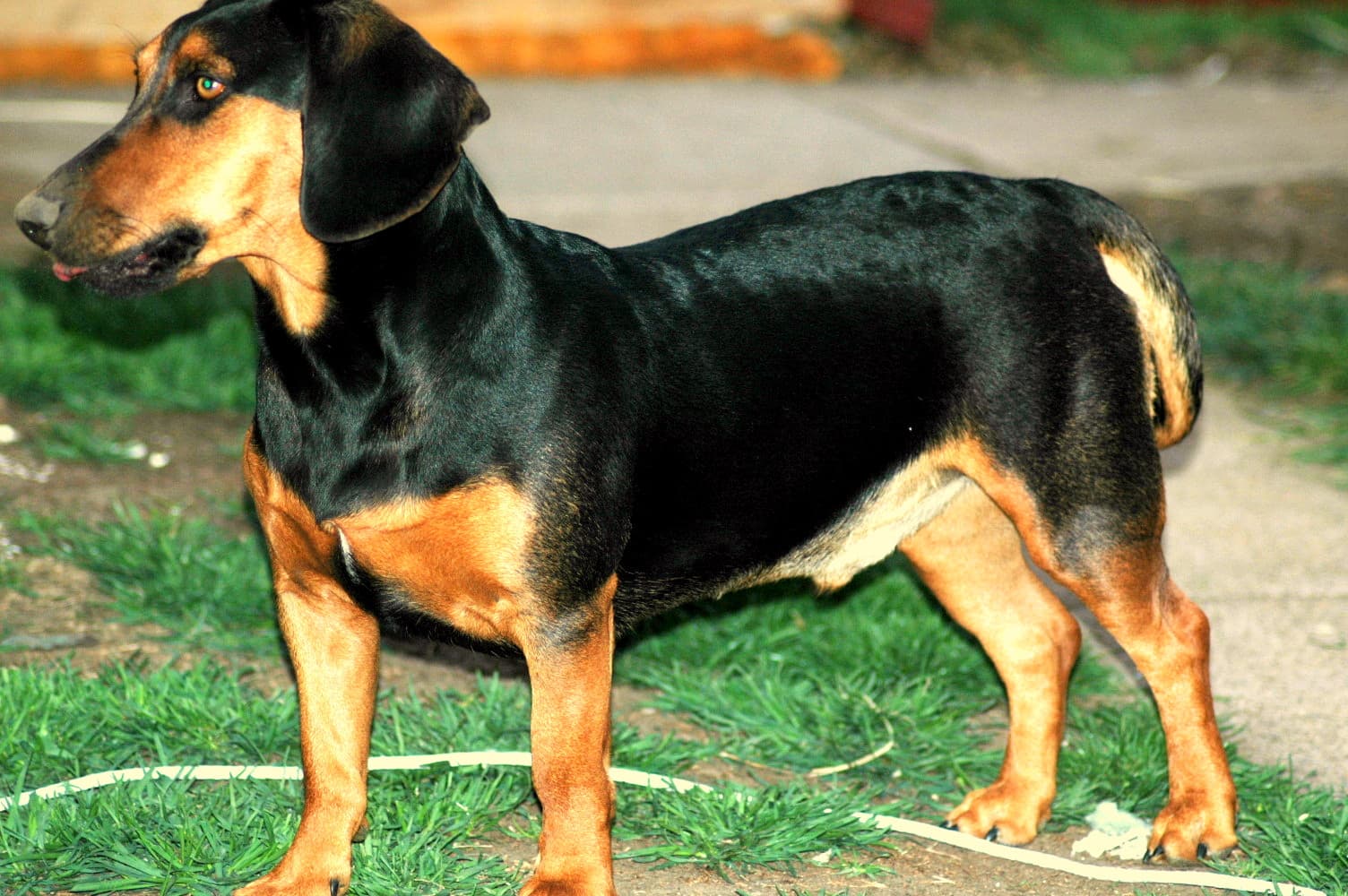 Slowakischer Laufhund steht seitlich auf einer Rasenfläche, schwarz mit lohfarbenen Abzeichen.