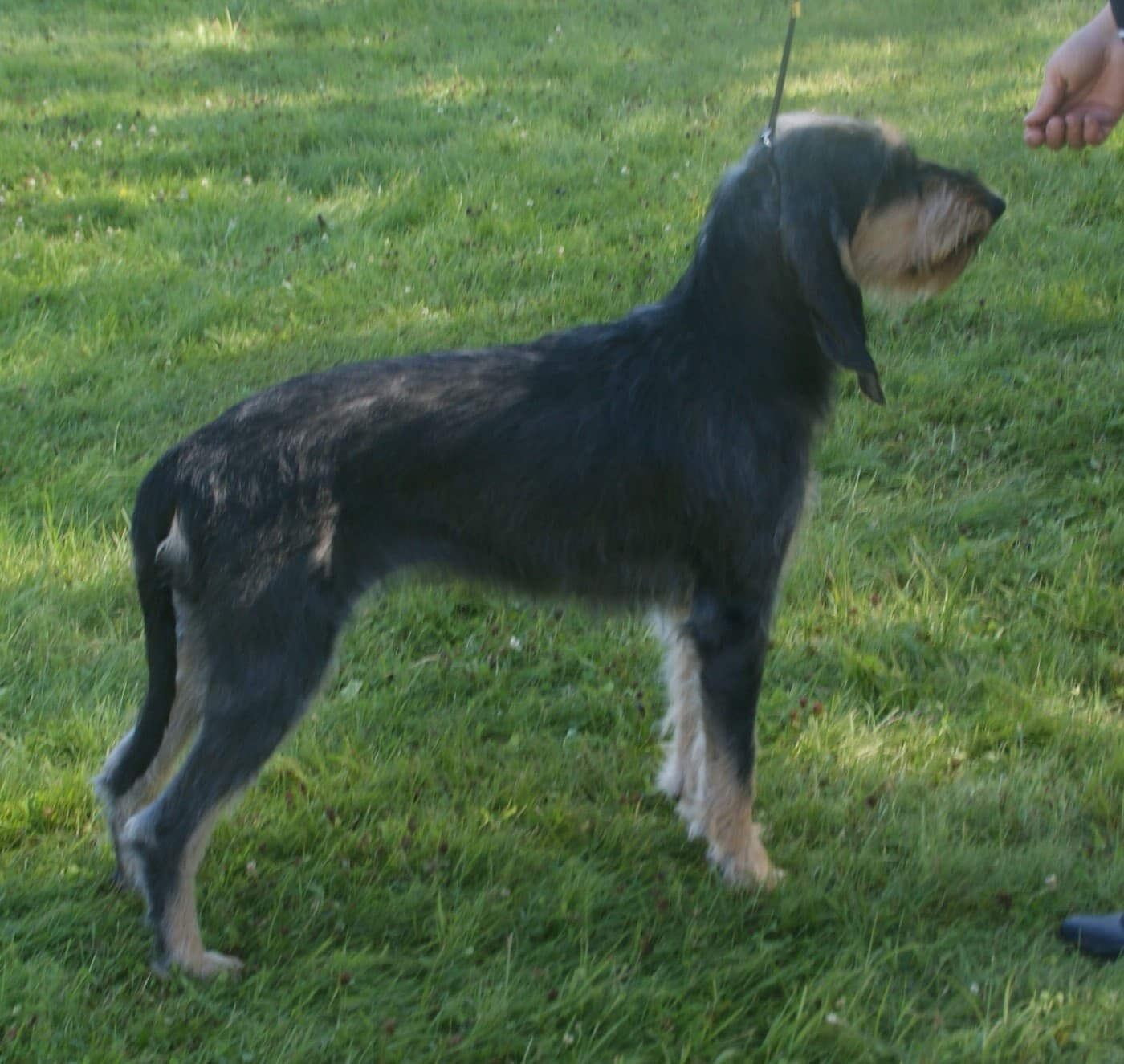 Drahthaariger Italienischer Laufhund steht auf einer Wiese, schwarz mit lohfarbenen Abzeichen.