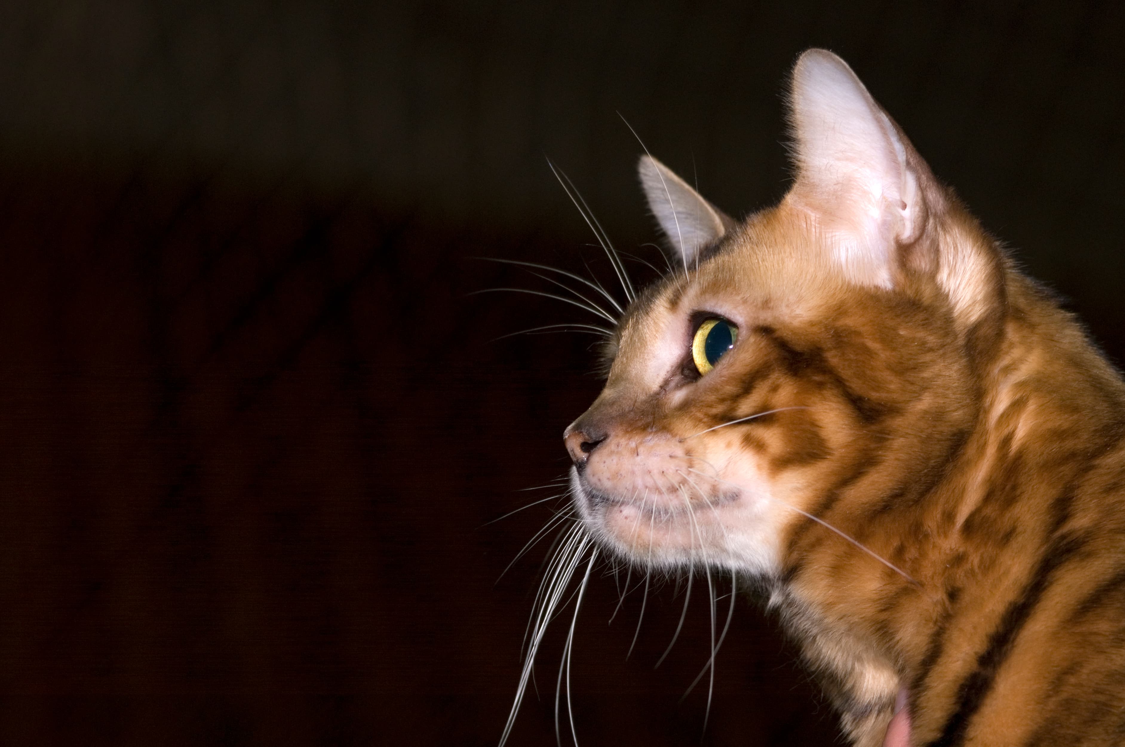 Toyger im Profil mit goldbraunem Tigerfell und aufmerksamem Blick zur Seite vor dunklem Hintergrund
