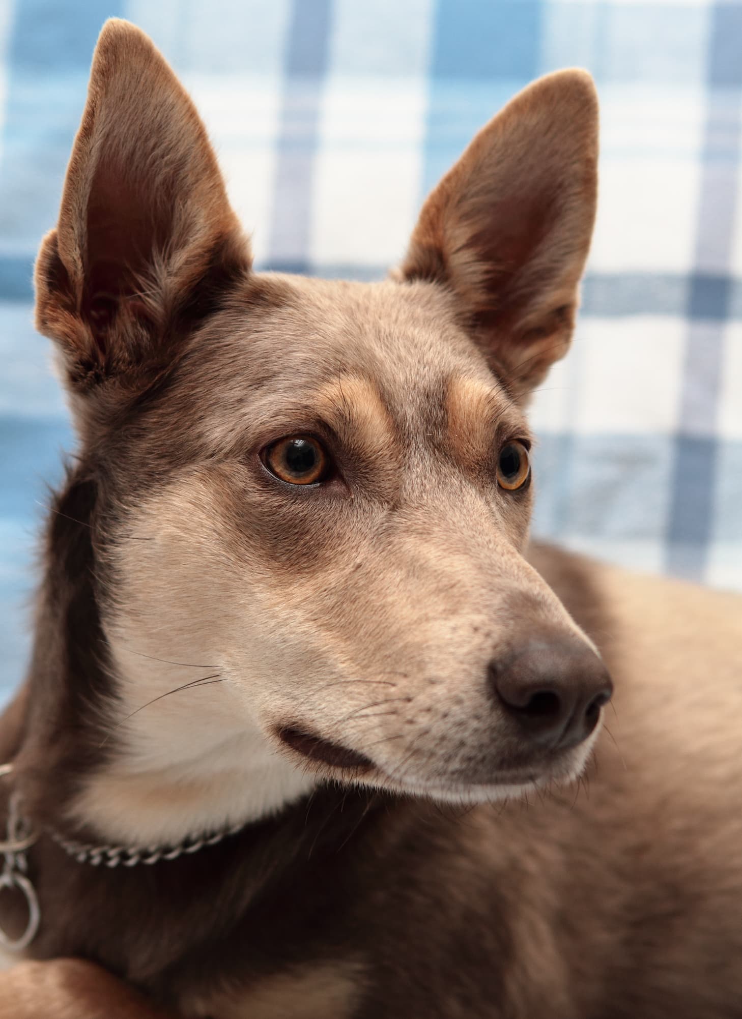 Australian Kelpie liegt entspannt und schaut aufmerksam zur Seite, die typischen aufrechten Ohren gut sichtbar.