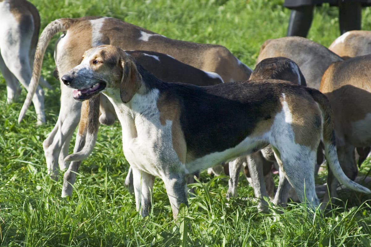 Dreifarbiger Grosser Anglo-Französischer Laufhund steht wachsam inmitten einer Meute auf der Wiese.