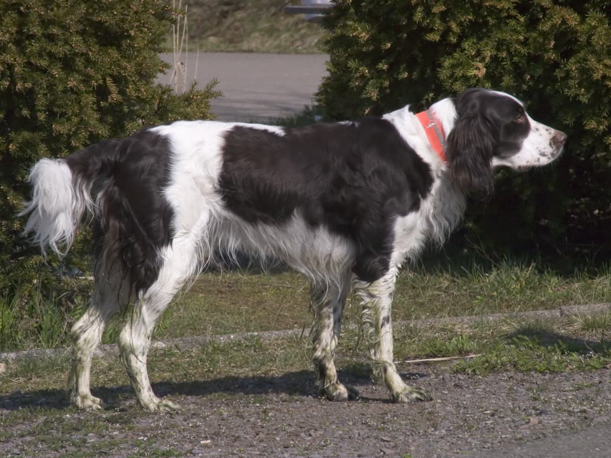 Französischer Spaniel steht draußen neben Nadelbäumen, braunweiß gefleckt.