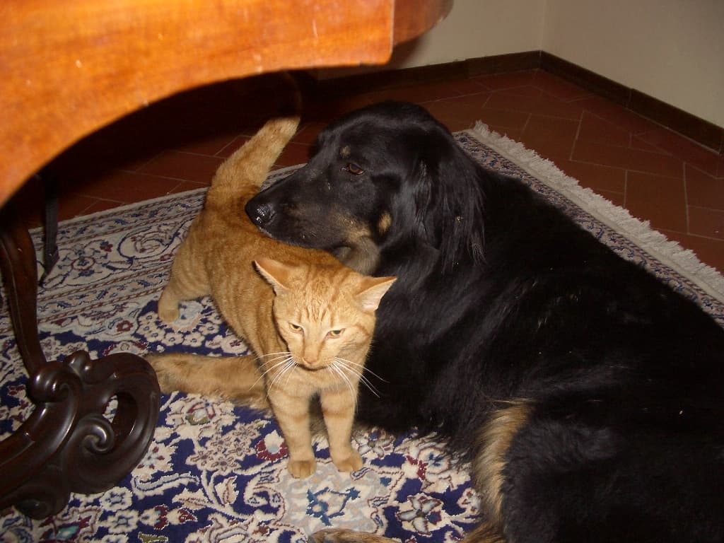 Schwarzloher Hovawart liegt entspannt zuhause auf einem Teppich neben einer Katze.