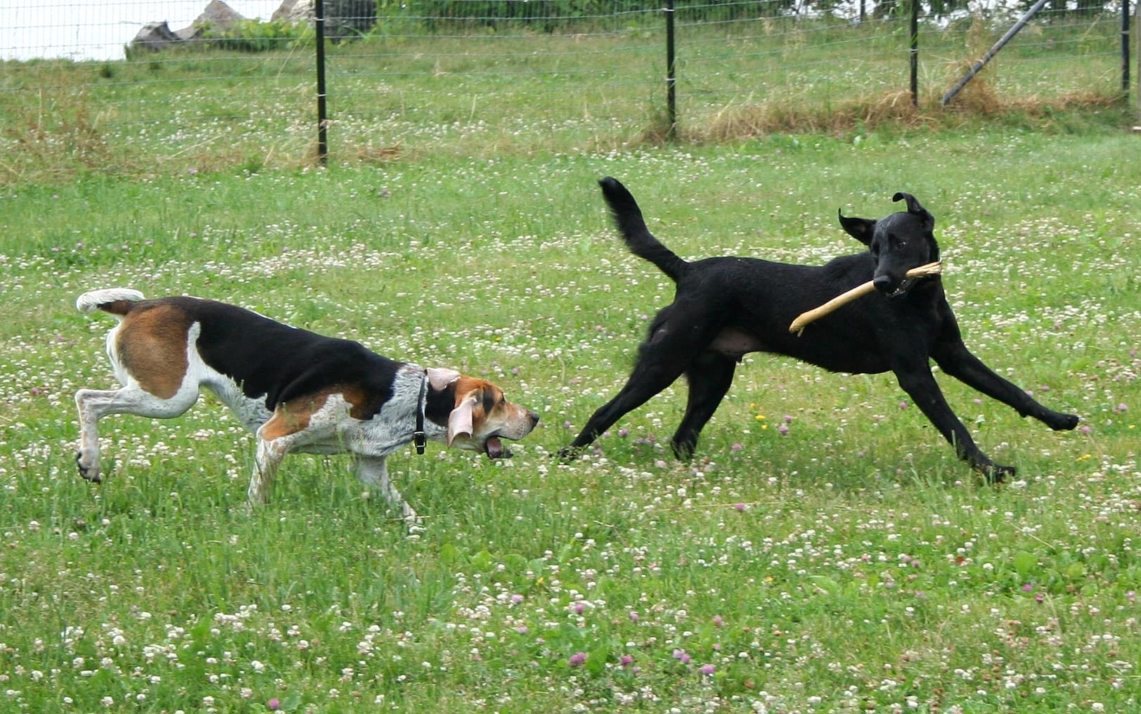 American Foxhound tobt auf einer Wiese mit einem schwarzen Hund.