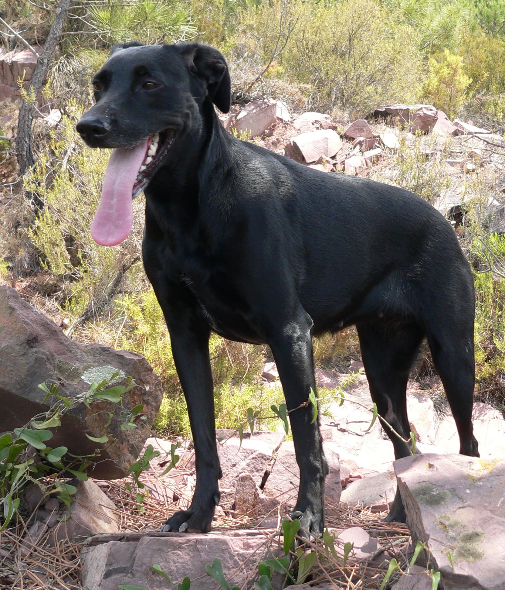 Mallorca-Schäferhund mit glänzend schwarzem Fell steht aufmerksam auf einem Felsen im Gebüsch.