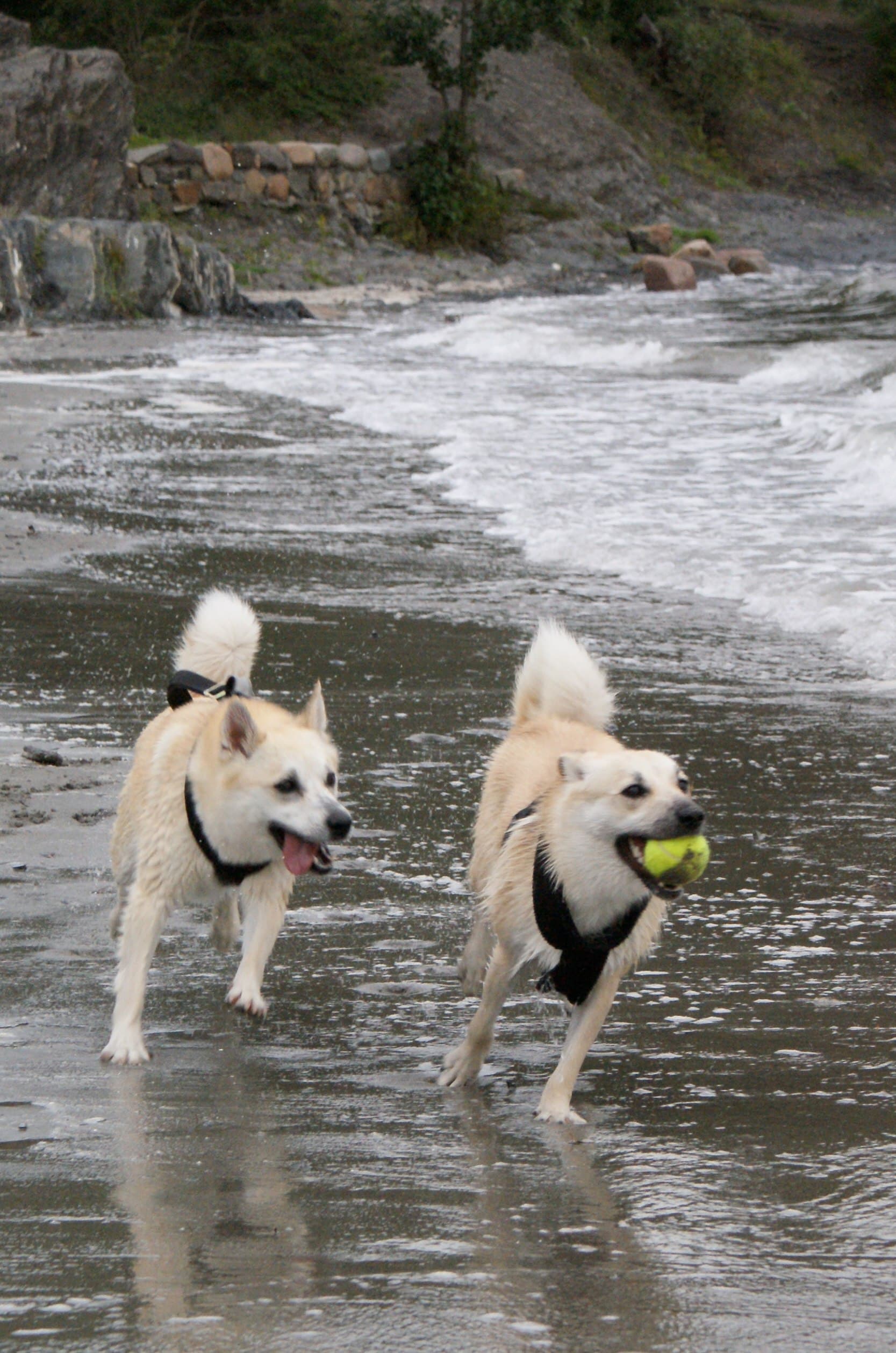 Zwei Norwegische Buhunde rennen mit einem Tennisball am Strand entlang.