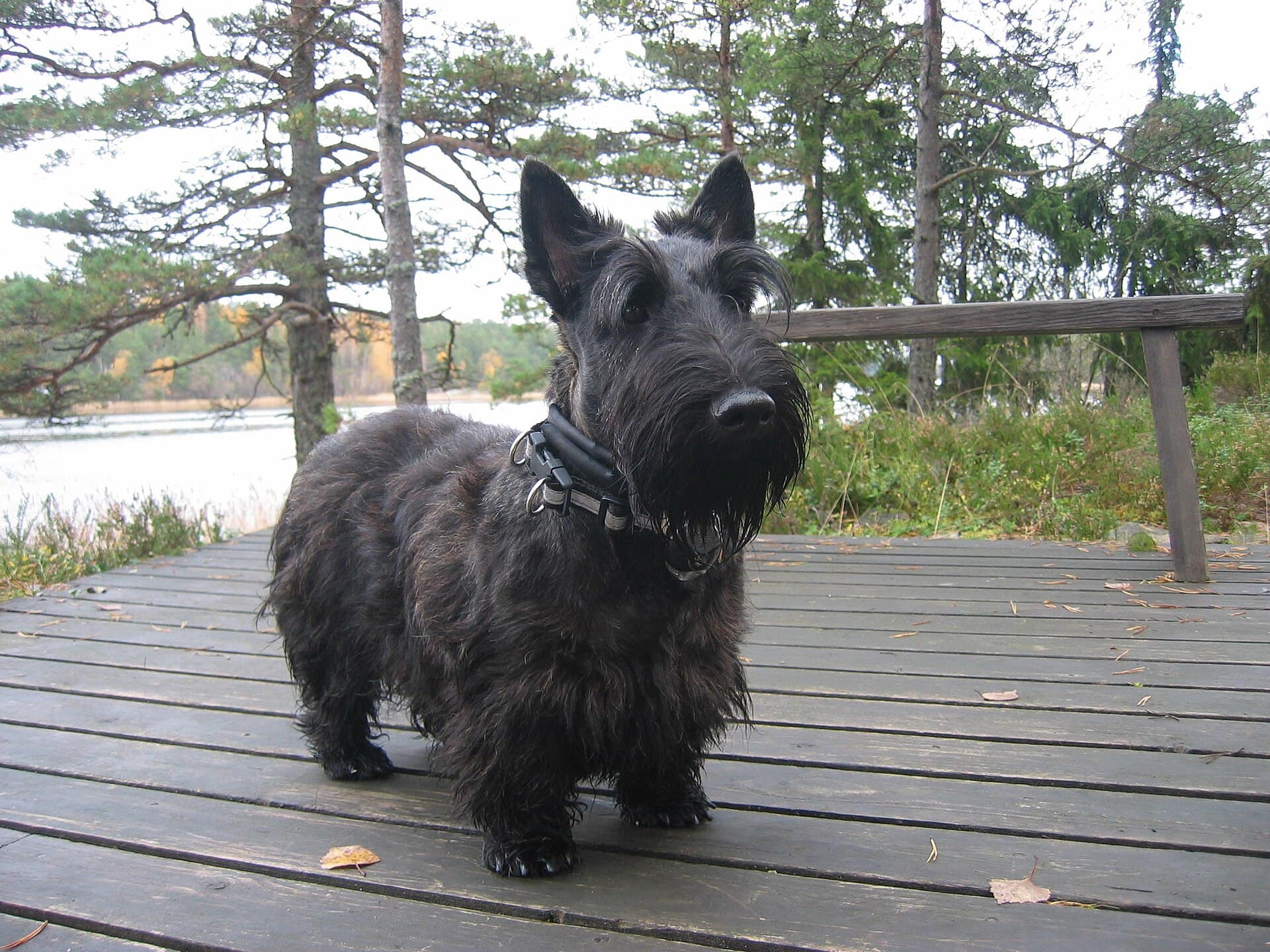 Schottischer Terrier mit drahtigem, dunklem Fell steht auf einem Holzsteg am See.