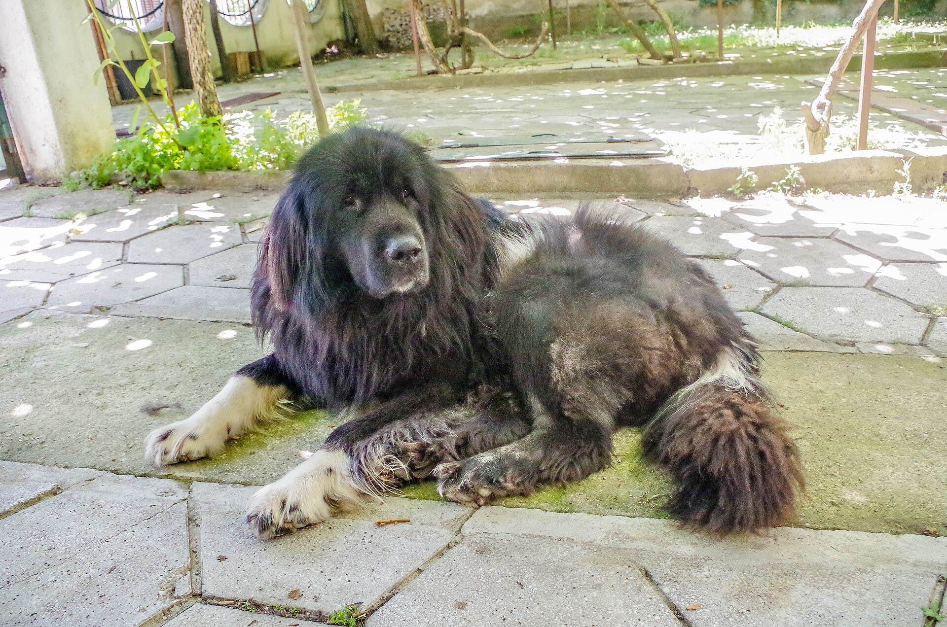 Macedonian Shepherd Dog Karaman mit dichtem schwarzem Fell und weissen Pfoten blickt aufmerksam in die Kamera.