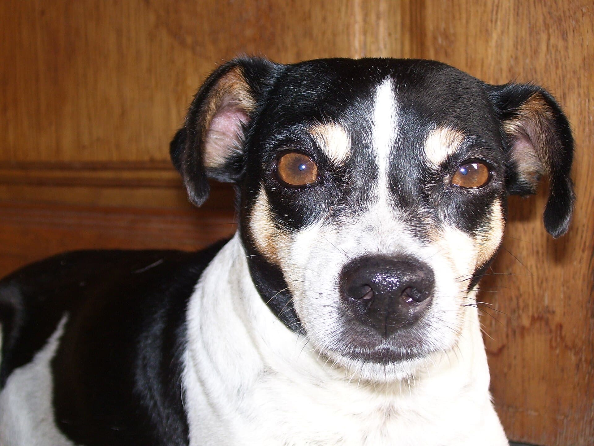 Brasilianischer Terrier liegt entspannt in einem Wohnzimmer.