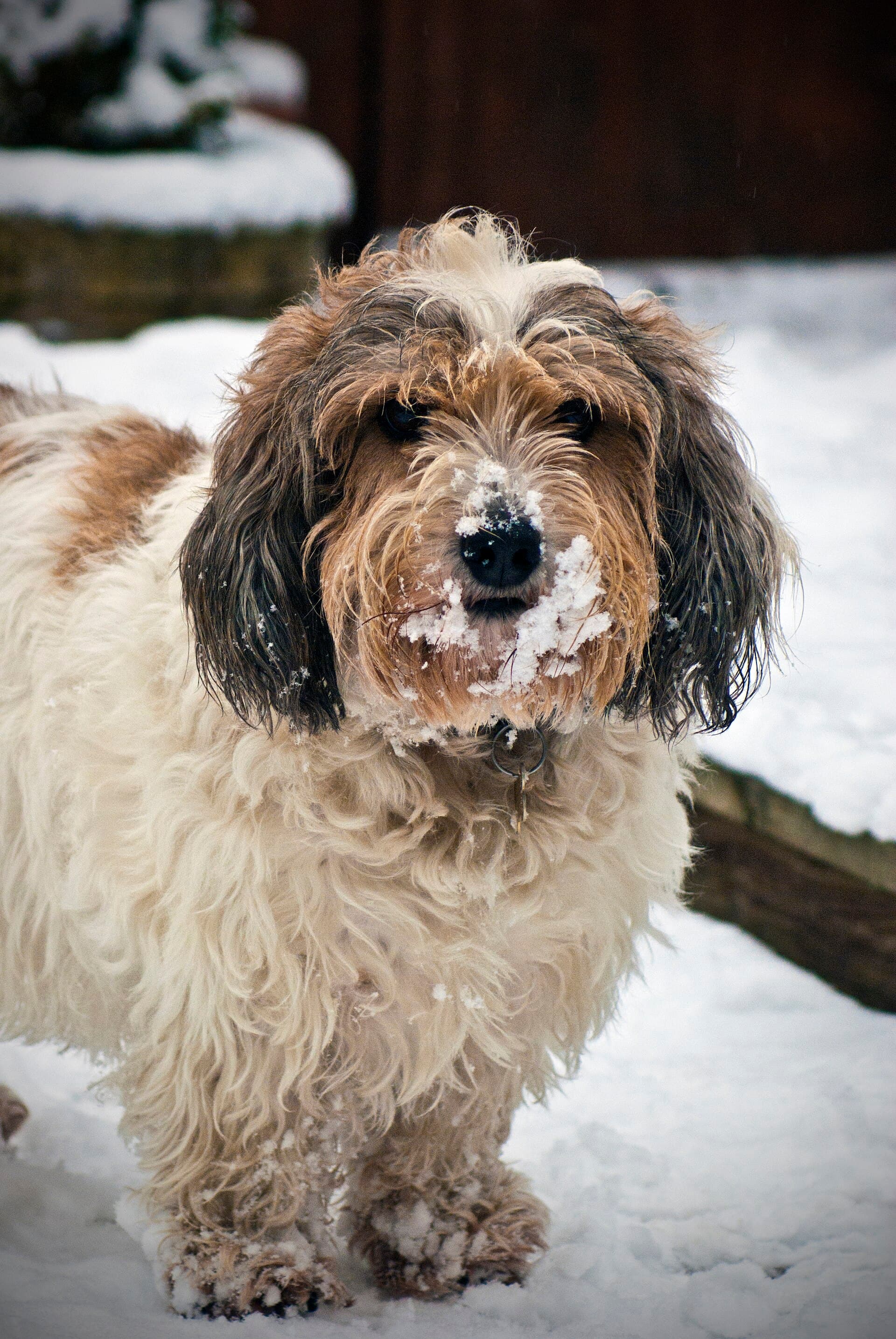 Kleiner Basset Griffon Vendéen im Porträt, zottelige Hängeohren, braun-graues Fell mit weißen Abzeichen.