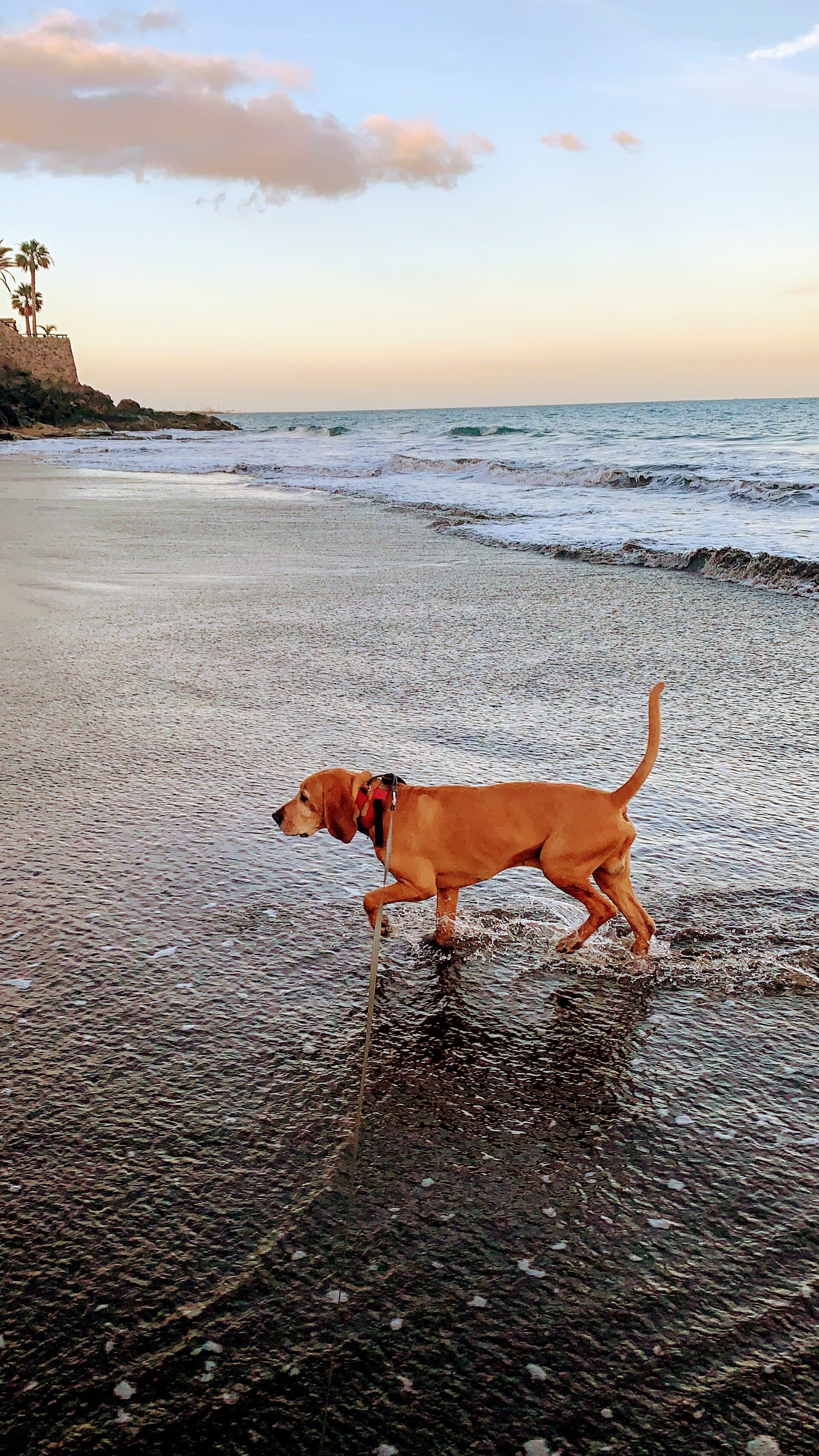 Sabueso Fino Colombiano läuft bei Sonnenuntergang durch das flache Wasser am Strand, rotbraunes Fell, lange Hängeohren.