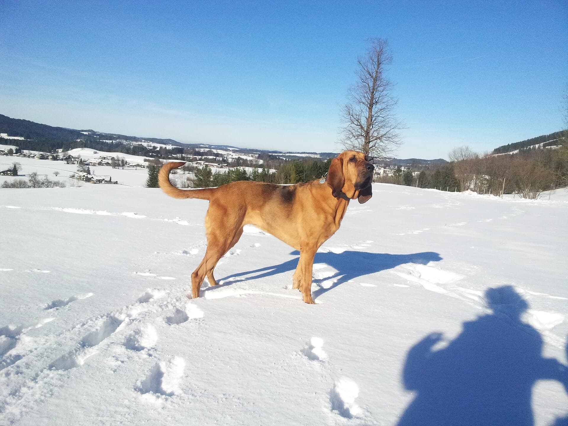 Bluthund steht aufmerksam in einer verschneiten Winterlandschaft.