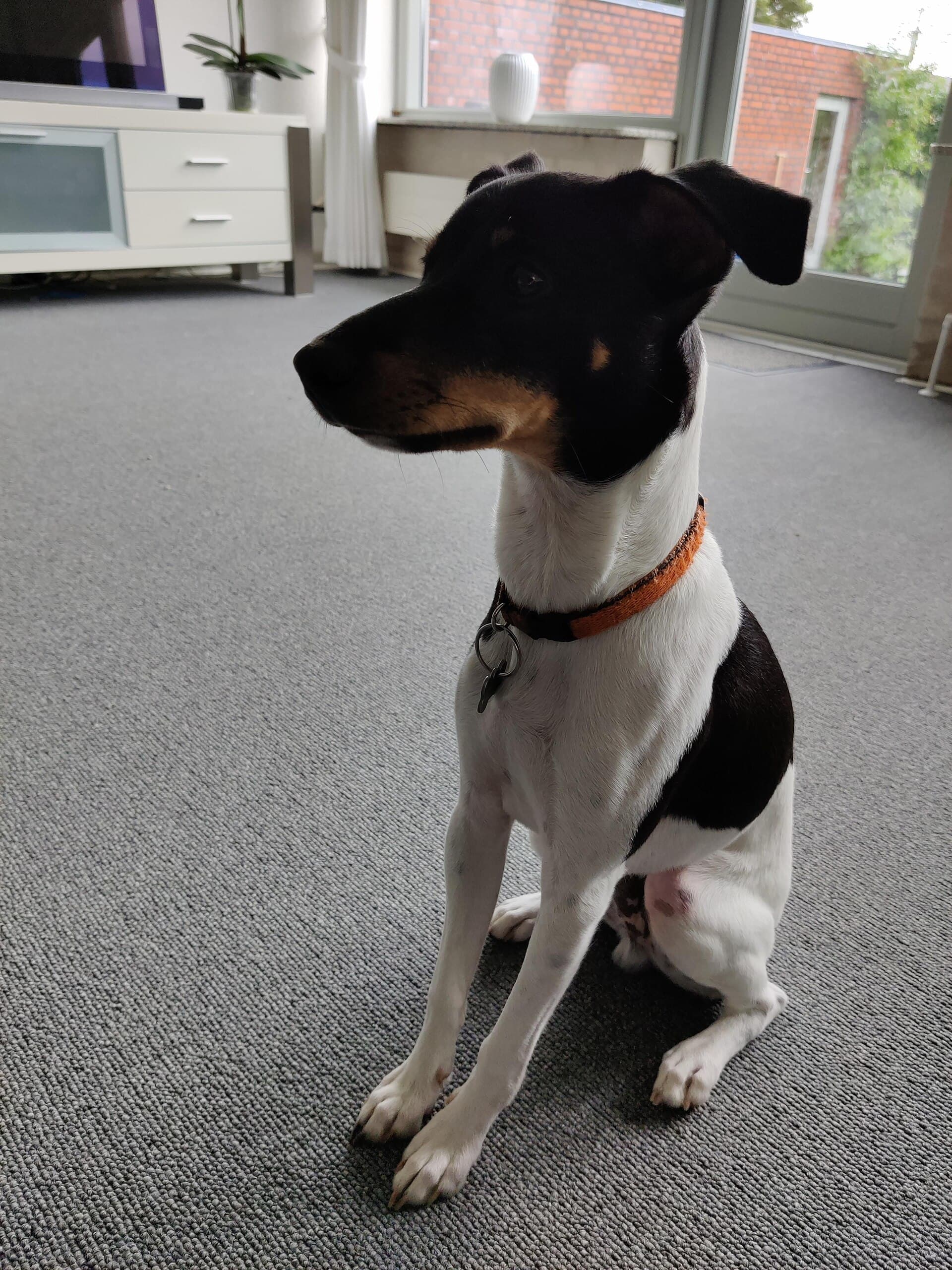Dänisch-Schwedischer Farmhund sitzt aufmerksam in einem hellen Wohnzimmer, schwarz-weißes Fell mit lohfarbenen Abzeichen.