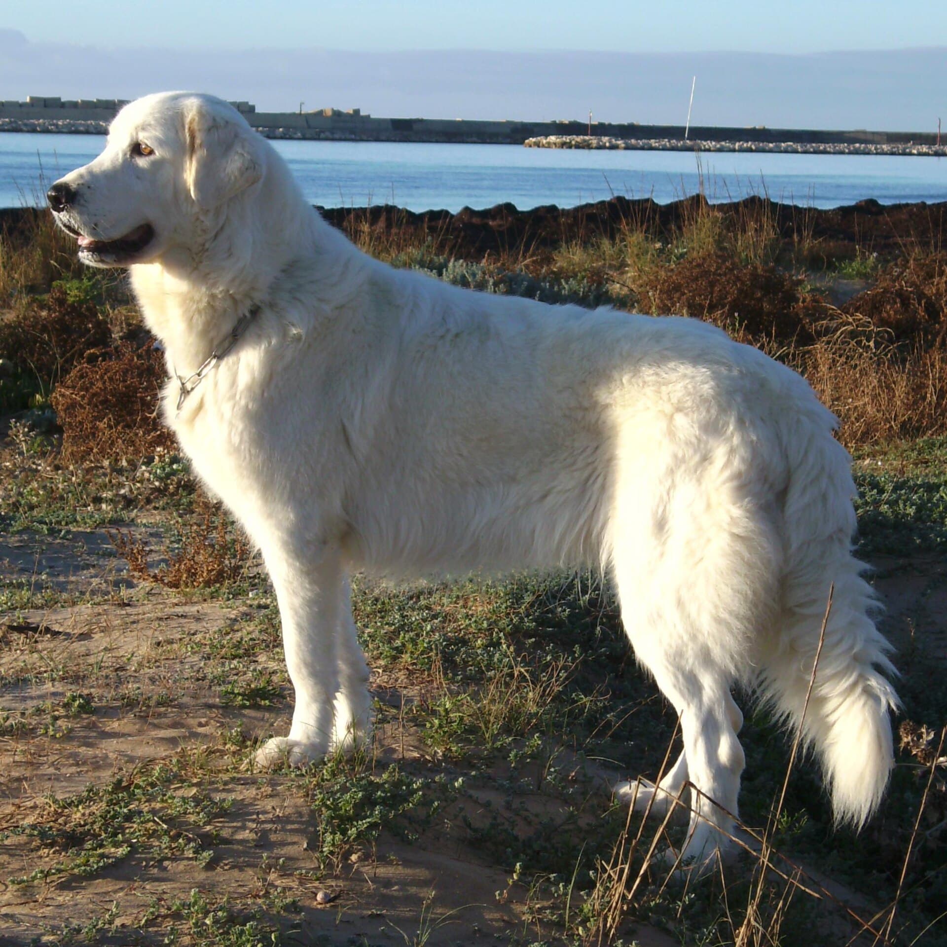Abruzzen-Maremmen-Schäferhund steht am Strand, weißes Fell, natürliche Ohren und Rute.