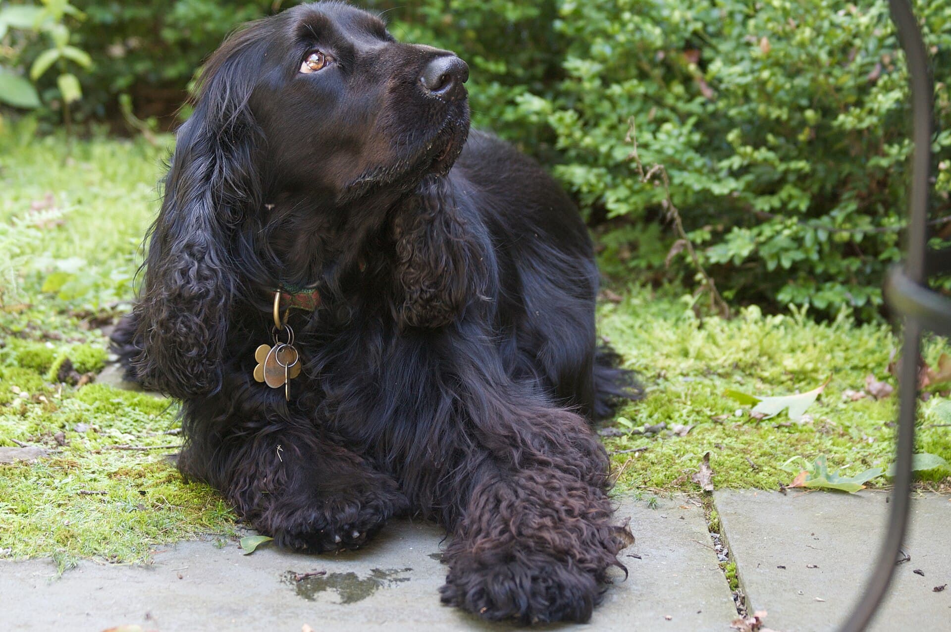Schwarzer Field Spaniel liegt entspannt im Garten und schaut nach oben.