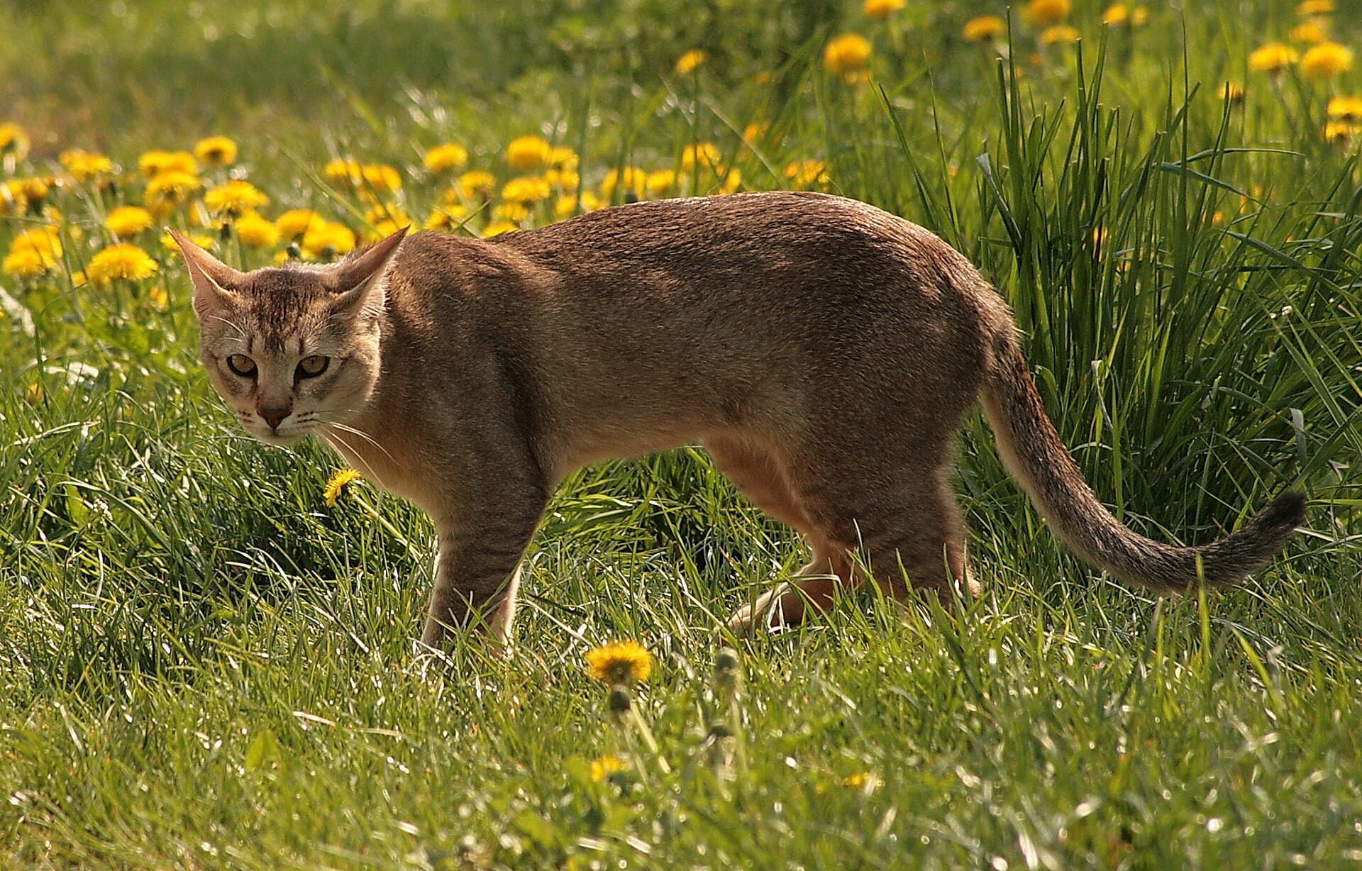 Chausie mit sandfarbenem Fell liegt entspannt im Gras und blickt zur Seite