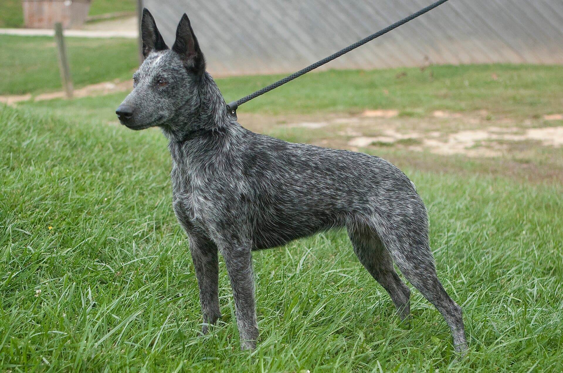 Australian Stumpy Tail Cattle Dog steht im Gras, gesprenkeltes graues Fell, kurze naturgegebene Rute, Stehohren.