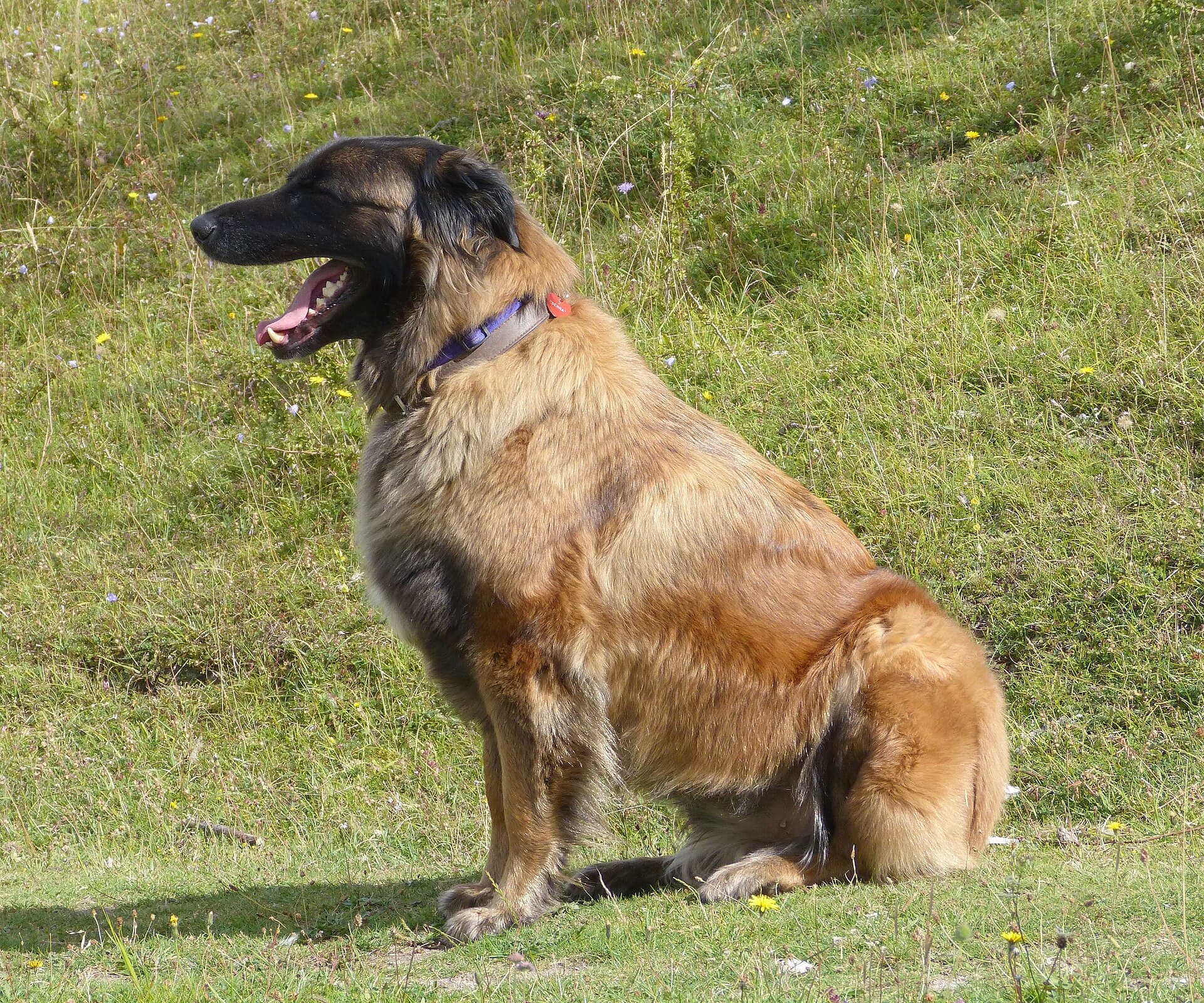 Serra da Estrela Berghund sitzt aufmerksam mit geöffnetem Fang auf einer Wiese.