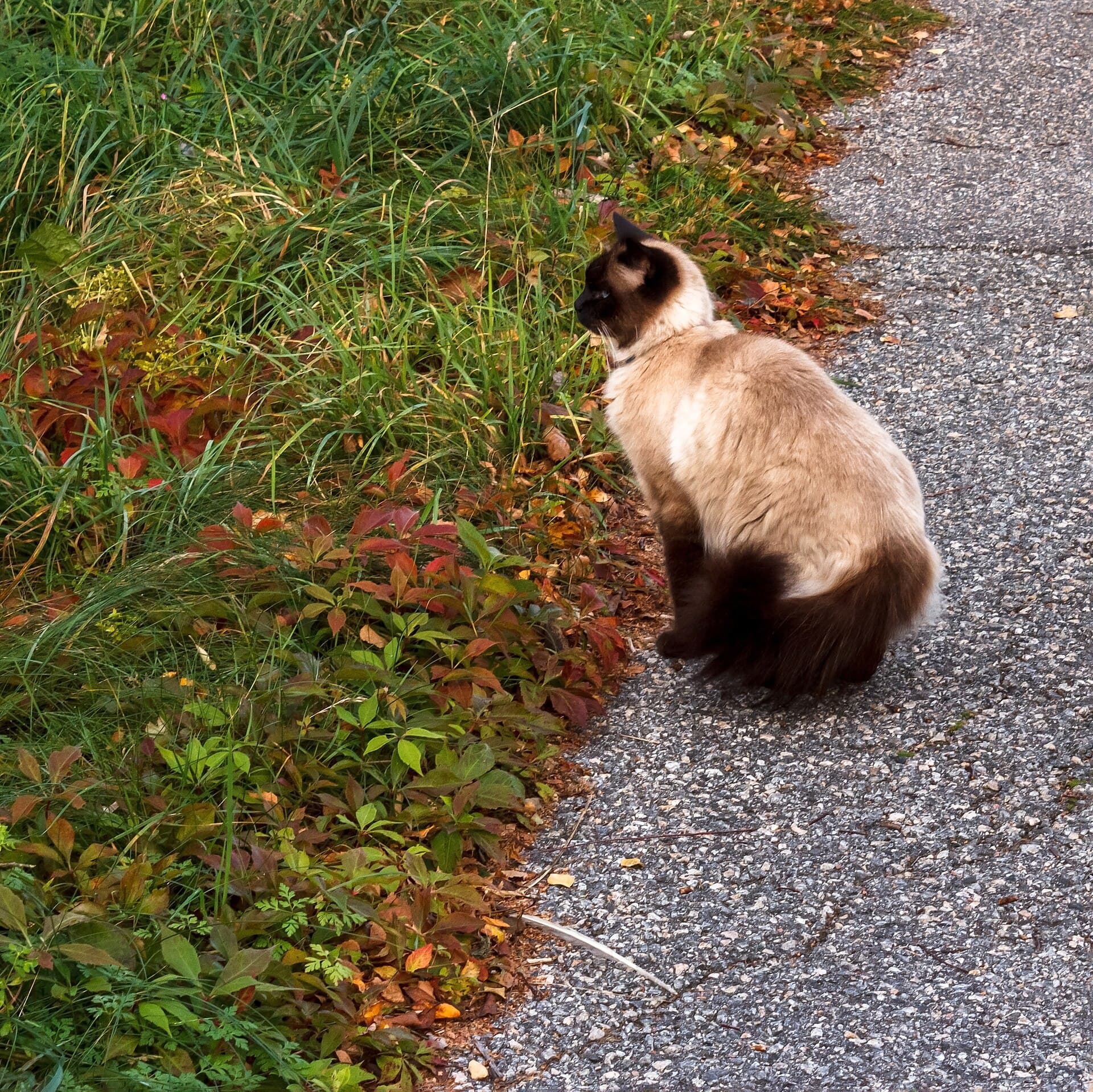 Balinesenkatze mit sealfarbener Point Zeichnung sitzt aufmerksam auf einem Weg am Wegrand