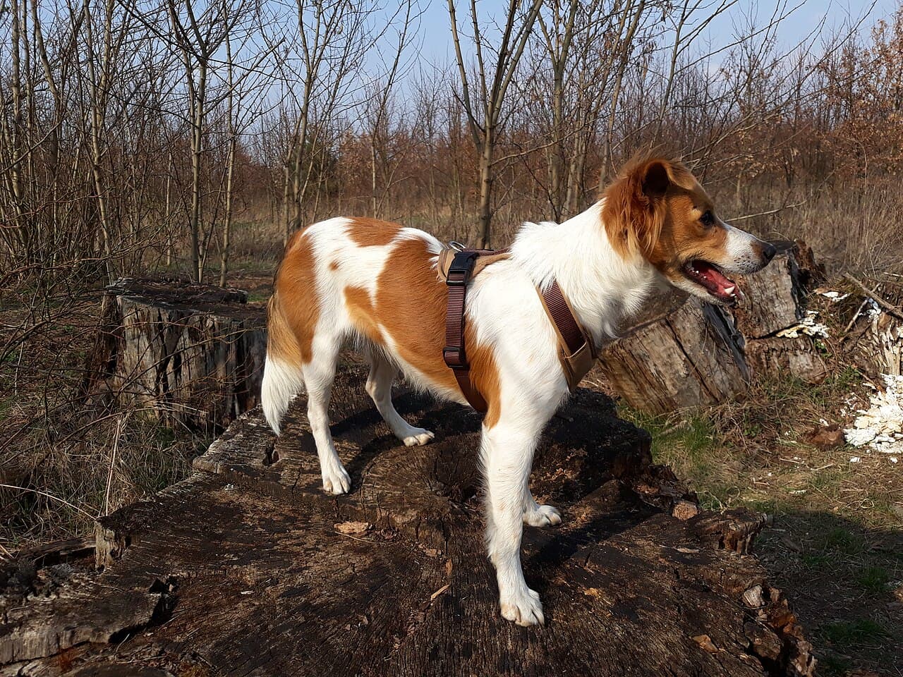 Glatthaariger Kromfohrlaender steht mit Geschirr auf einem Baumstumpf im Wald.