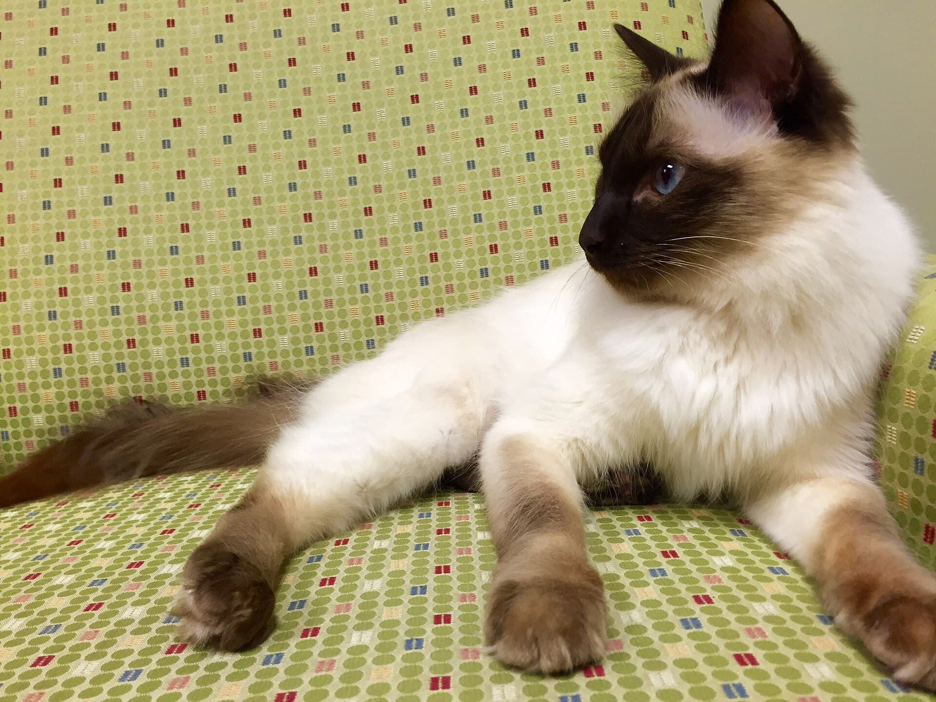 Balinesenkatze mit Chocolate Point Zeichnung liegt entspannt auf einem gemusterten Sessel