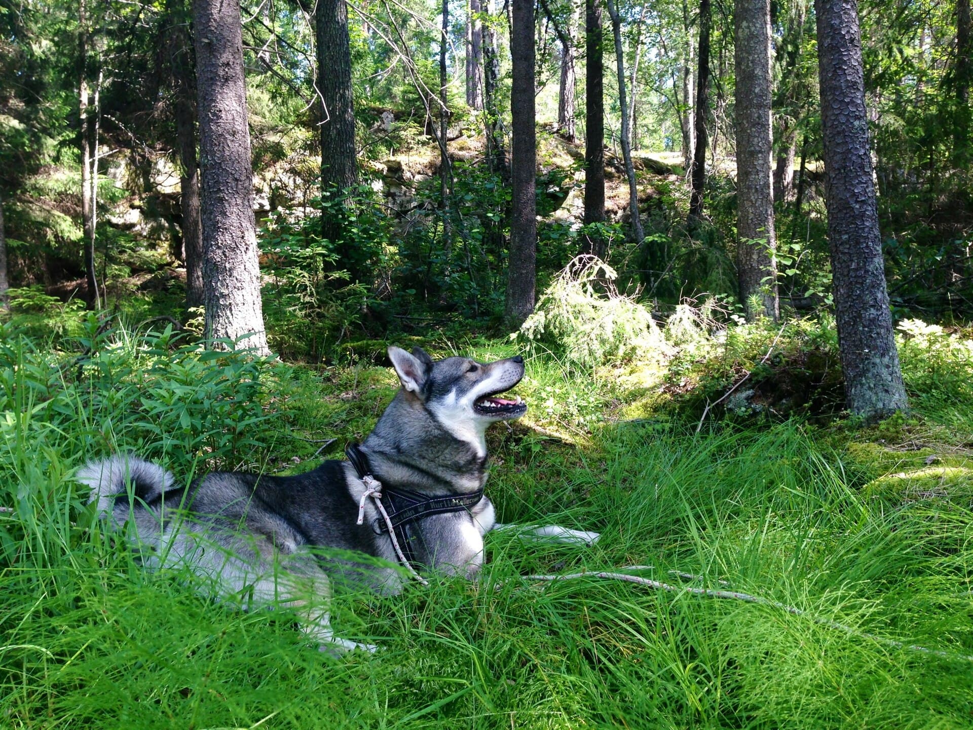 Jämthund liegt im Wald mit gespitzten Ohren und offenem Fang