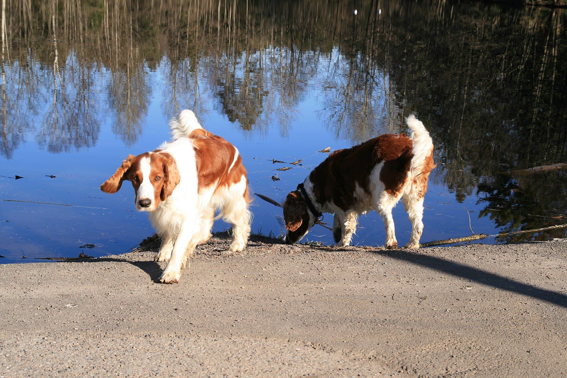 Zwei Welsh Springer Spaniel stehen an einem See, rotweißes Fell, lange Hängeohren.