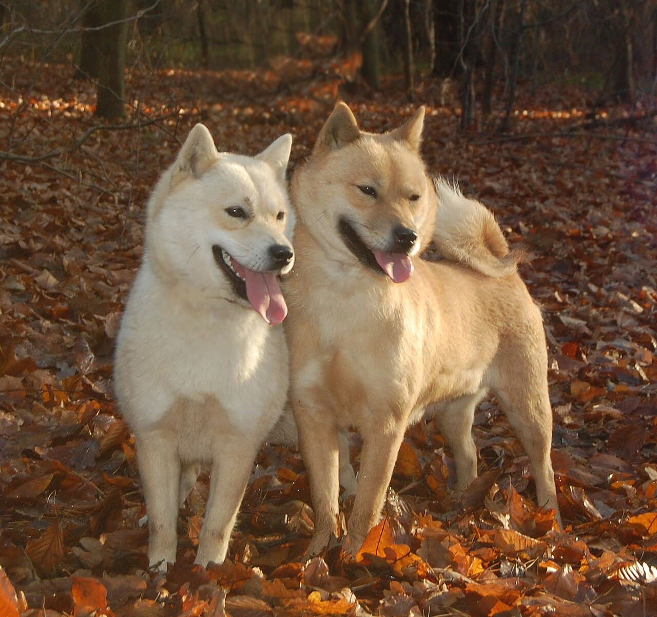 Zwei Hokkaido stehen nebeneinander im Herbstlaub eines Waldes.