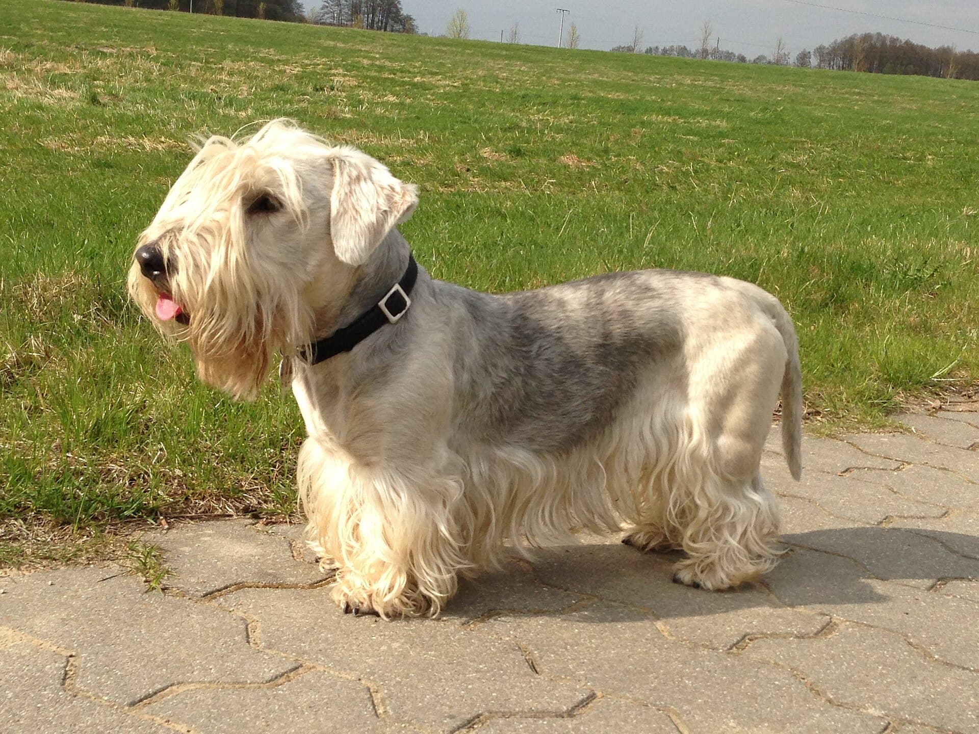 Graublauer Tschechischer Terrier mit Schlappohren steht auf einem Weg vor einer Wiese.