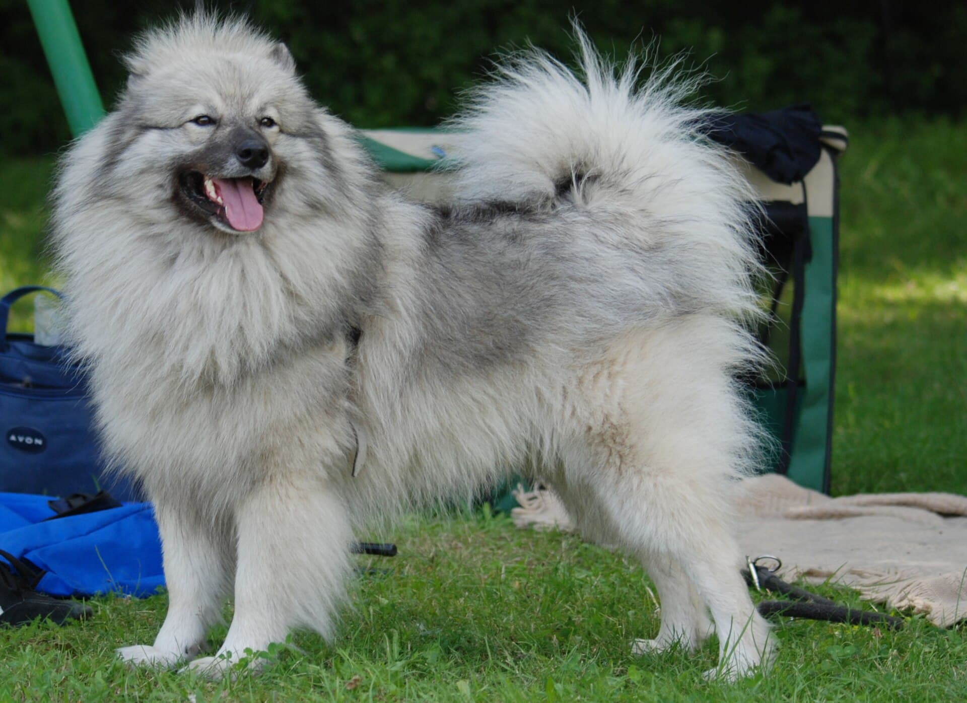 Wolfsspitz steht mit gekraeuselter Rute und heraushaengender Zunge im Garten.