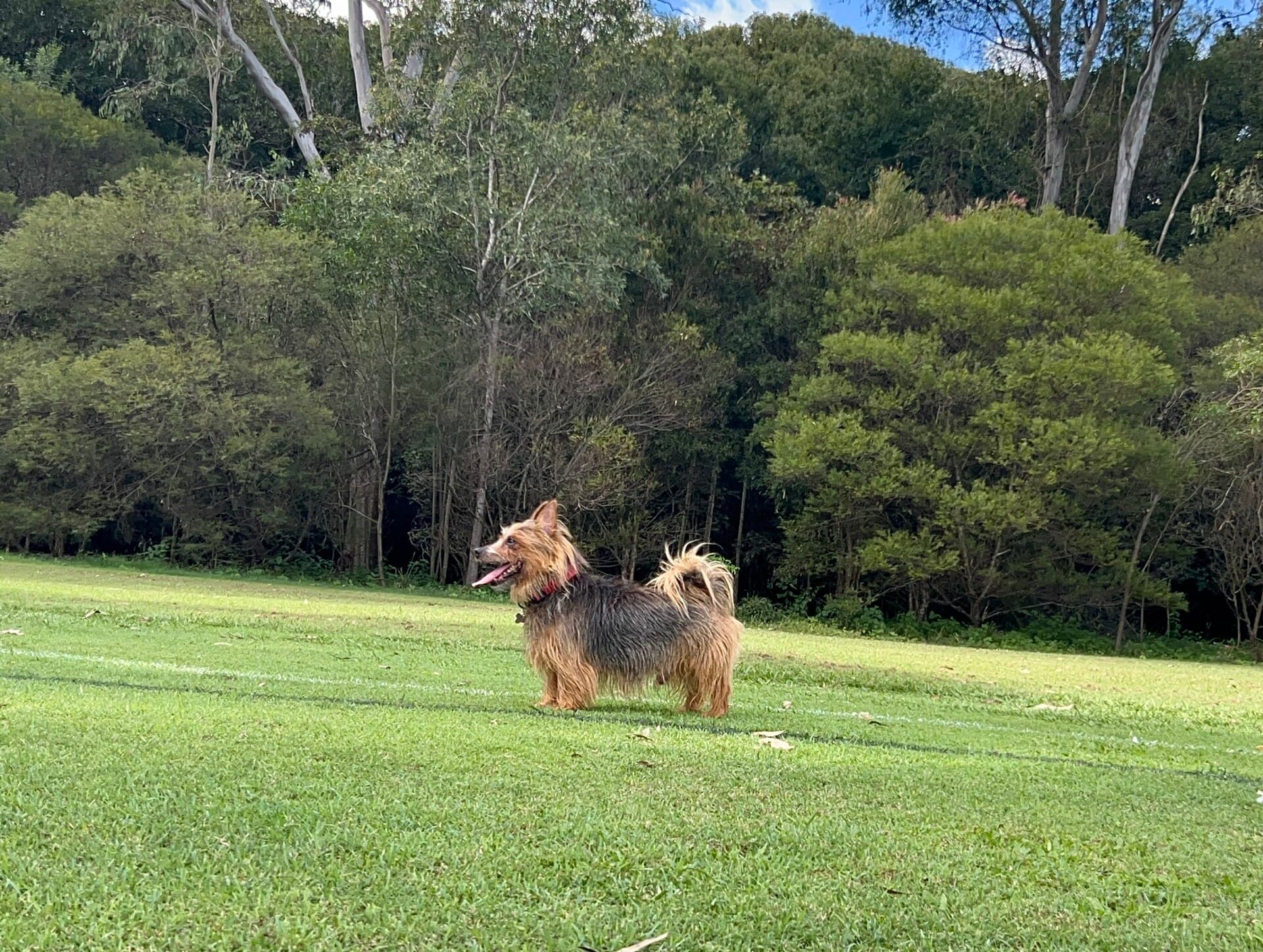 Australian Terrier steht mit heraushängender Zunge auf einer Wiese vor Bäumen.
