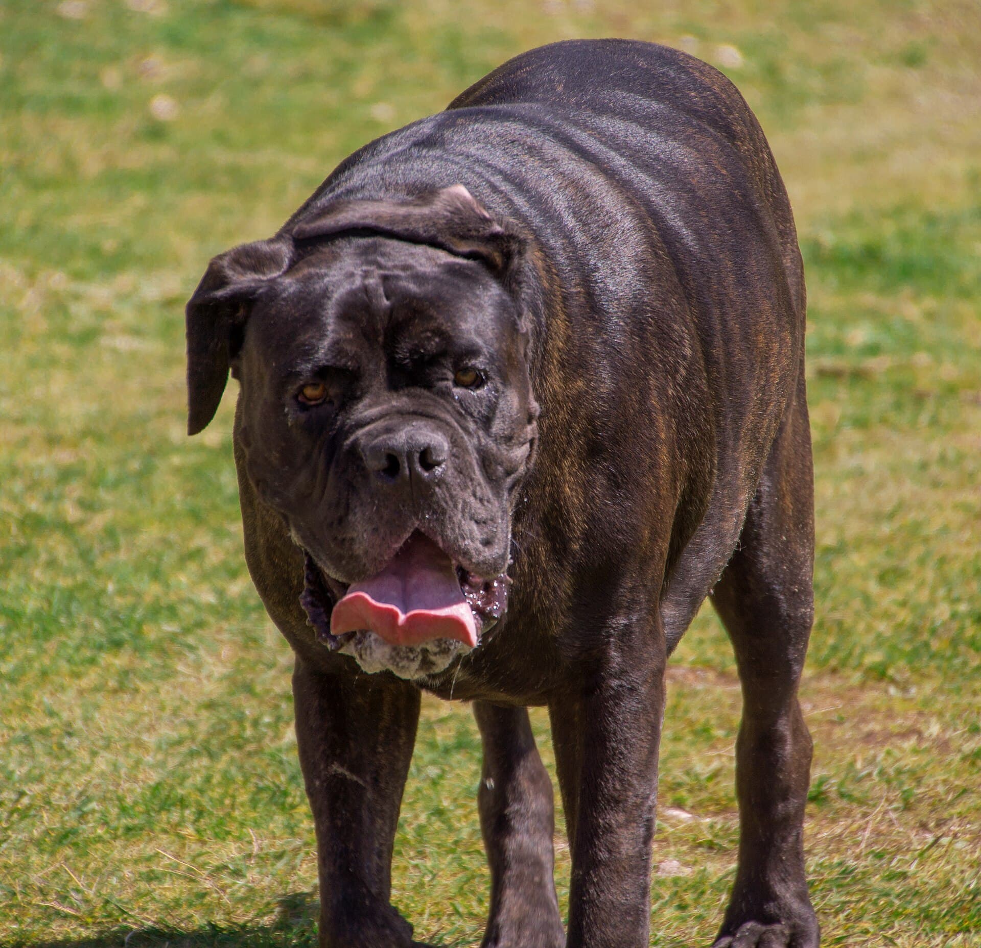Mastino Napoletano mit gestromtem Fell steht hechelnd auf einer sonnigen Wiese.
