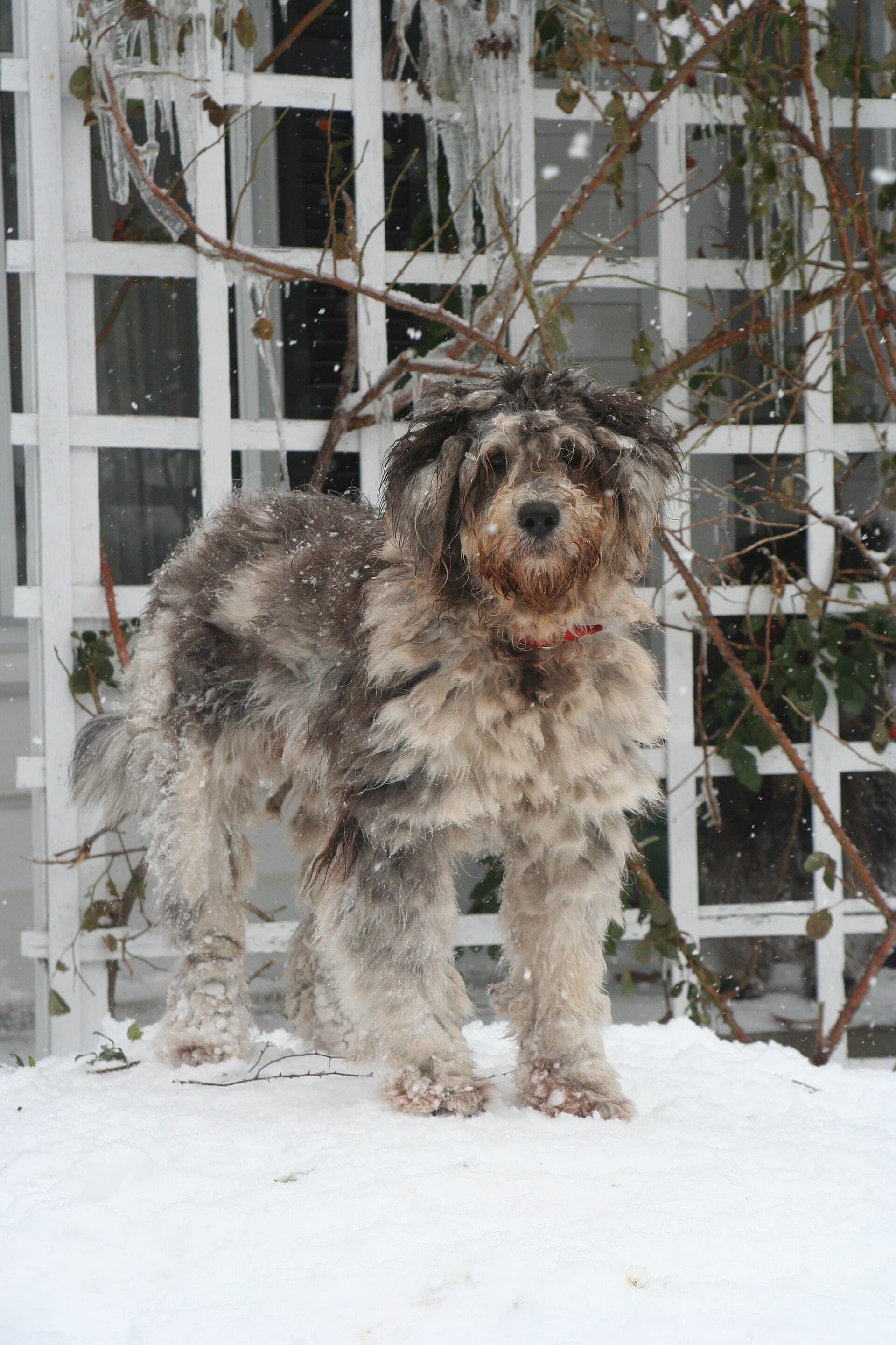 Bergamasker Hirtenhund steht im Schnee vor einem weißen Gartenzaun, charakteristische Zotteln im Fell.