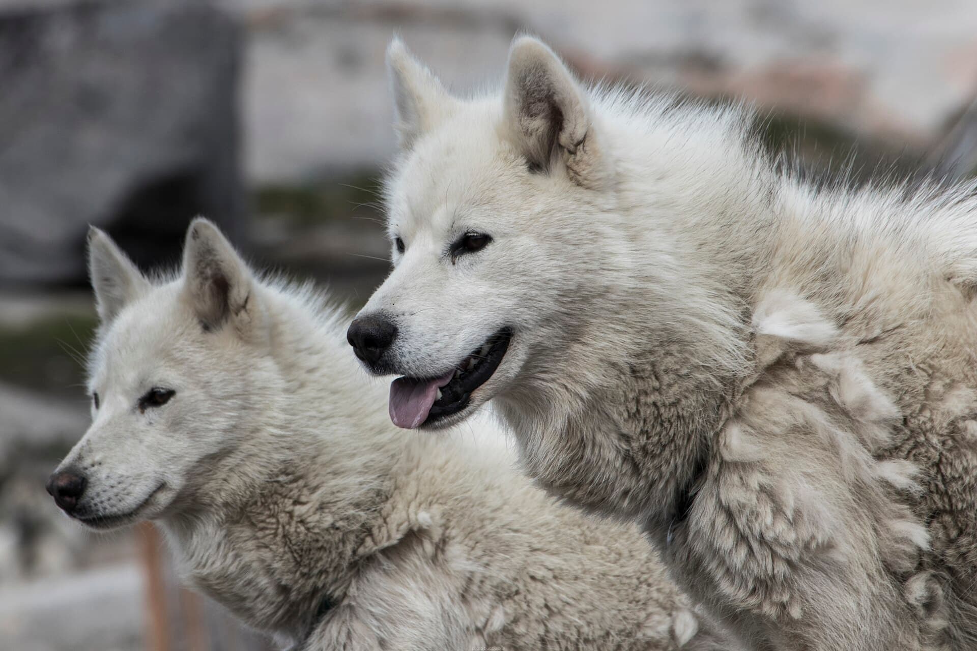 Zwei weiße Grönlandhunde im Nahporträt mit dichtem Winterfell.