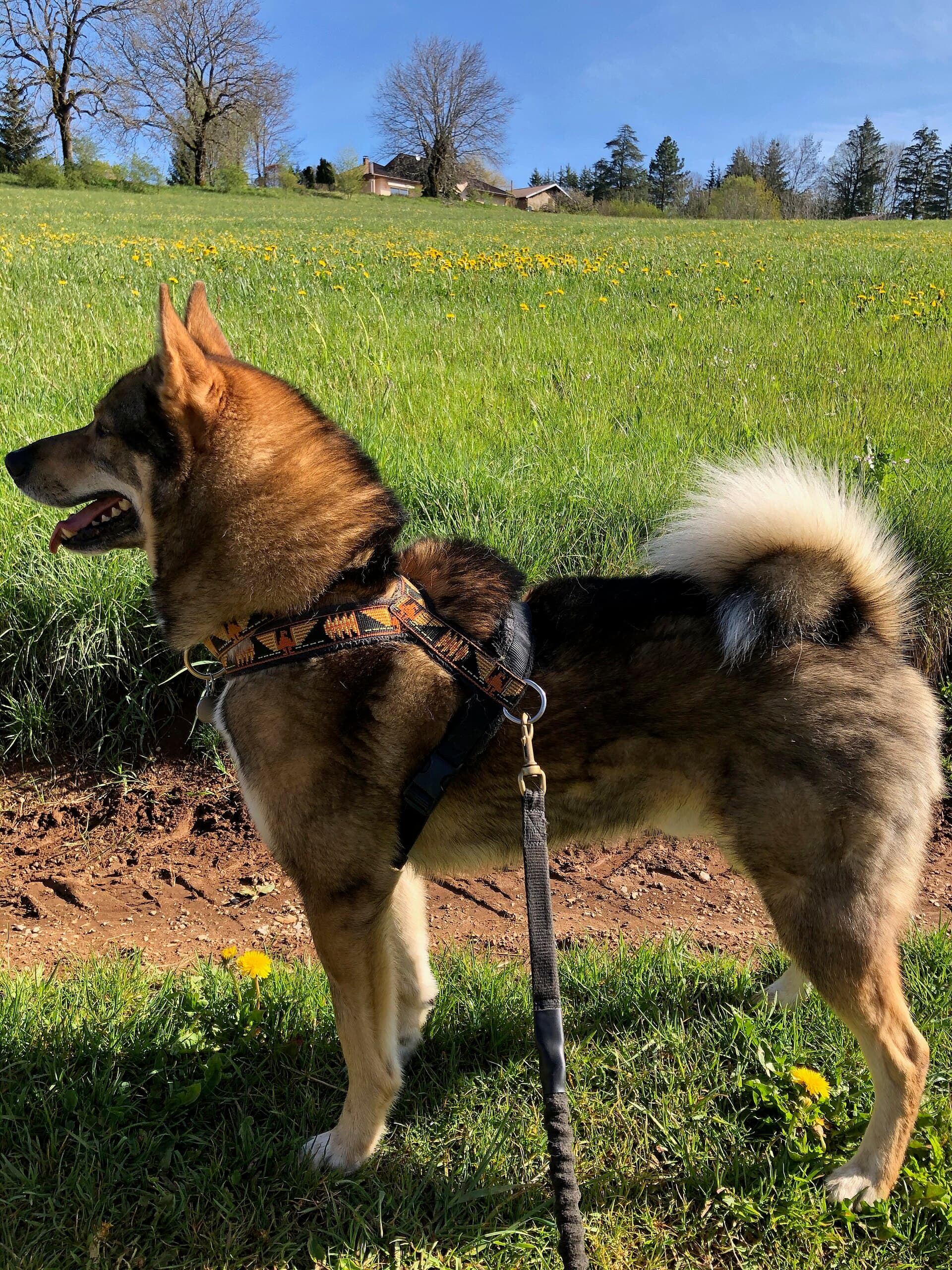 Westsibirischer Laika steht auf einer Wiese, keilförmiger Kopf mit Stehohren.