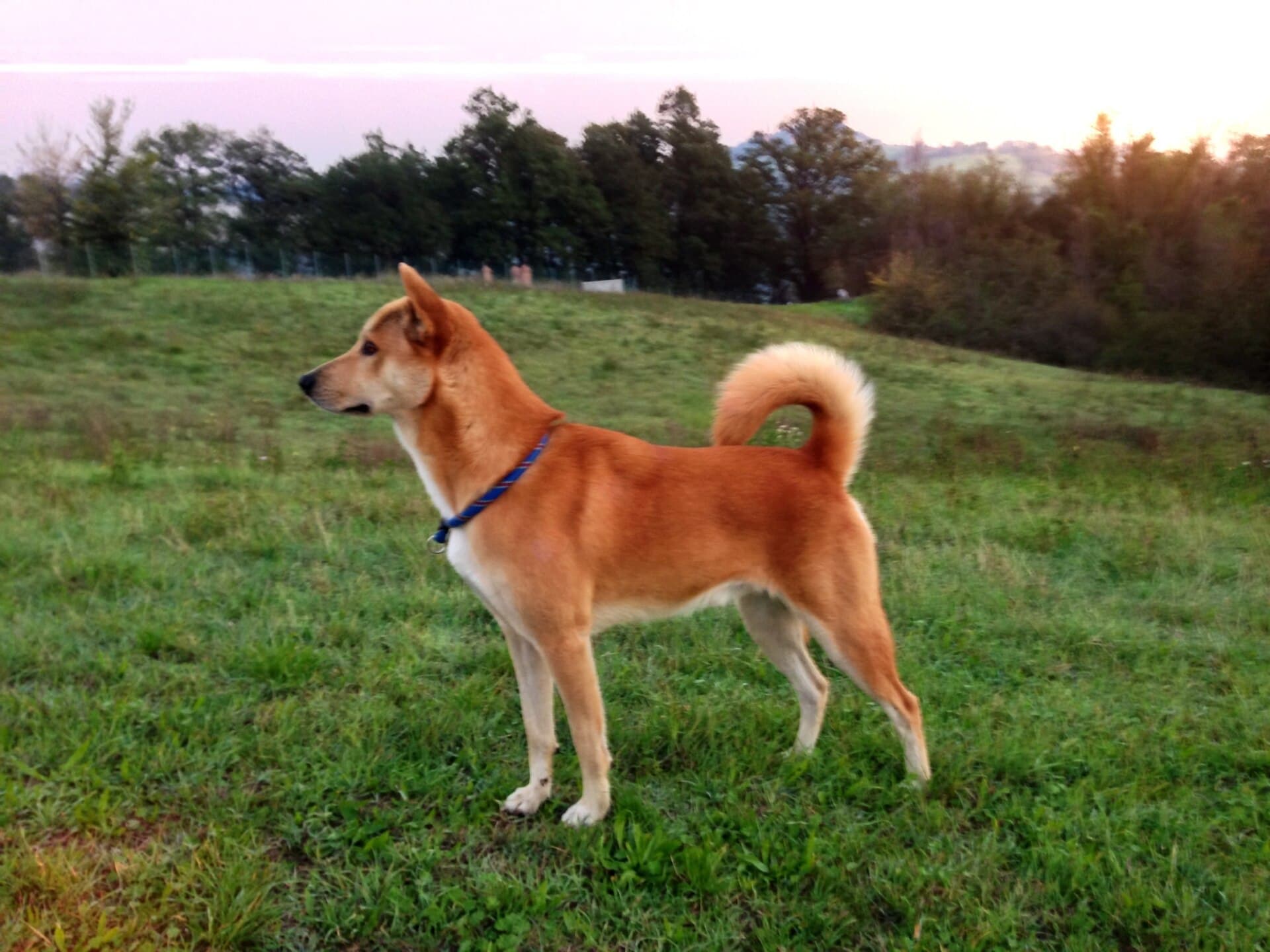 Kanaan-Hund steht im Profil auf einer Wiese, aufrechte Ohren, geringelte Rute.