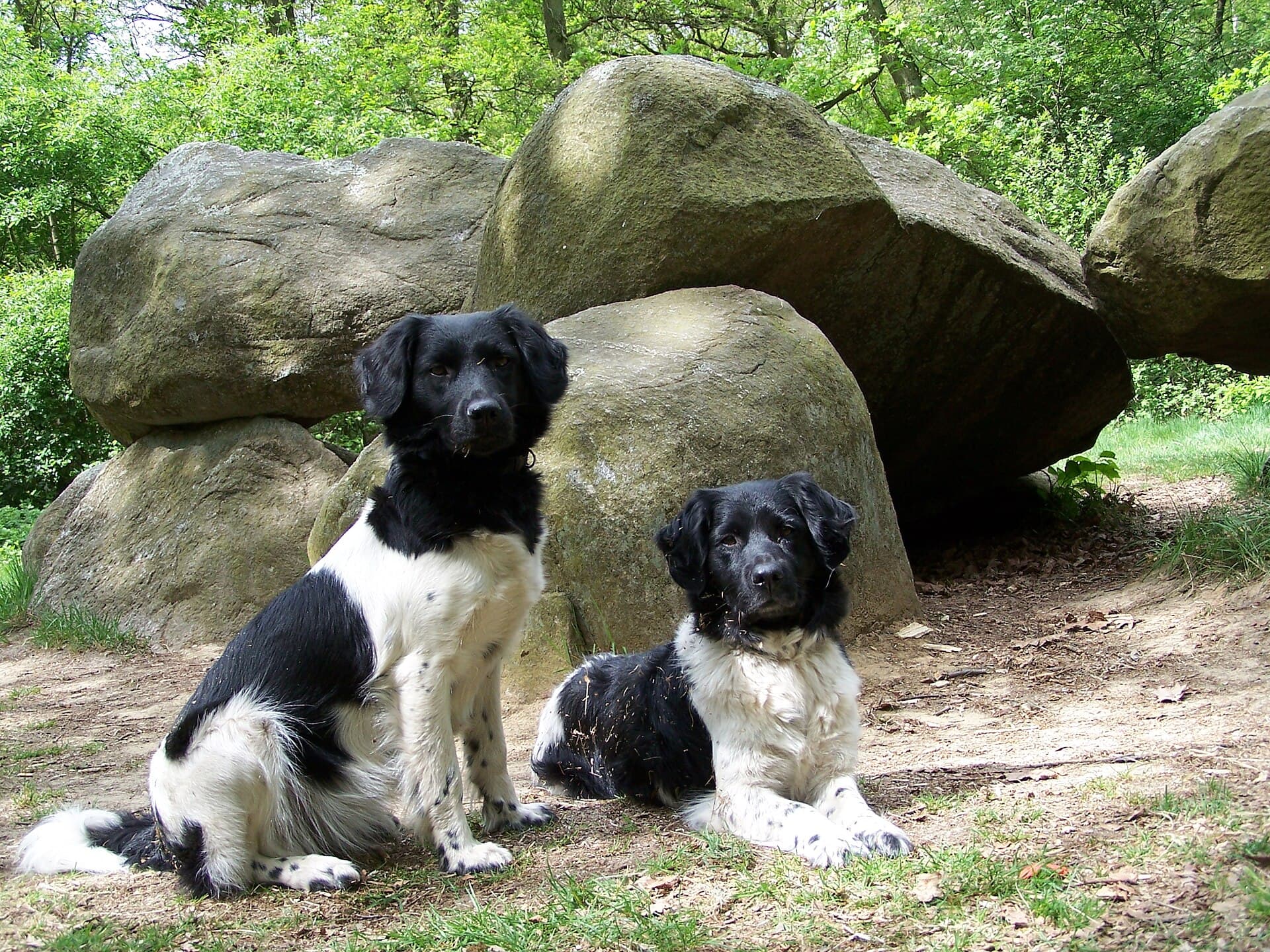 Zwei Friesische Vorstehhunde sitzen nebeneinander vor großen Findlingen im Wald.