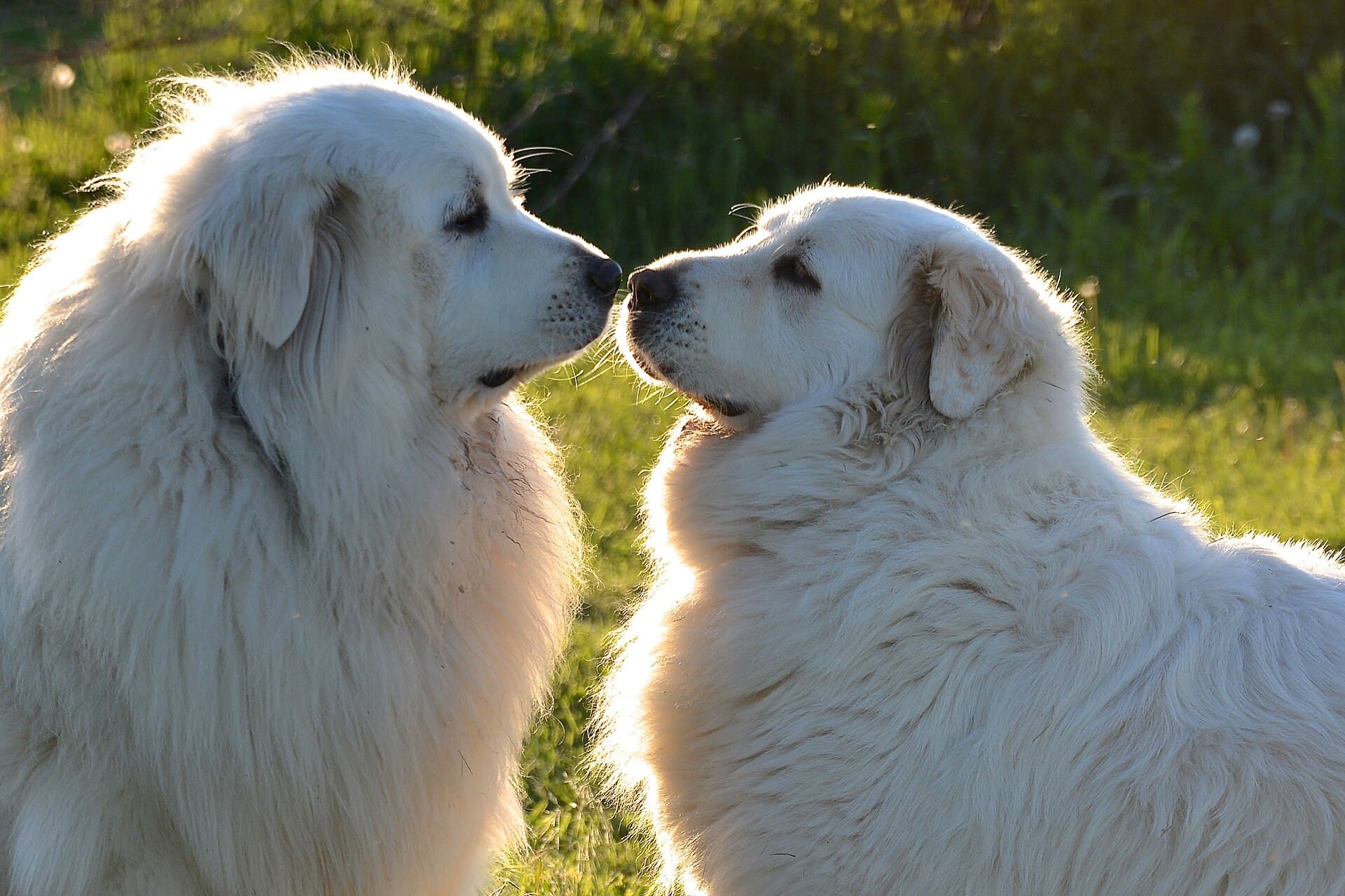Zwei weiße Kuvasz berühren sich sanft mit den Nasen im warmen Abendlicht auf einer Wiese.