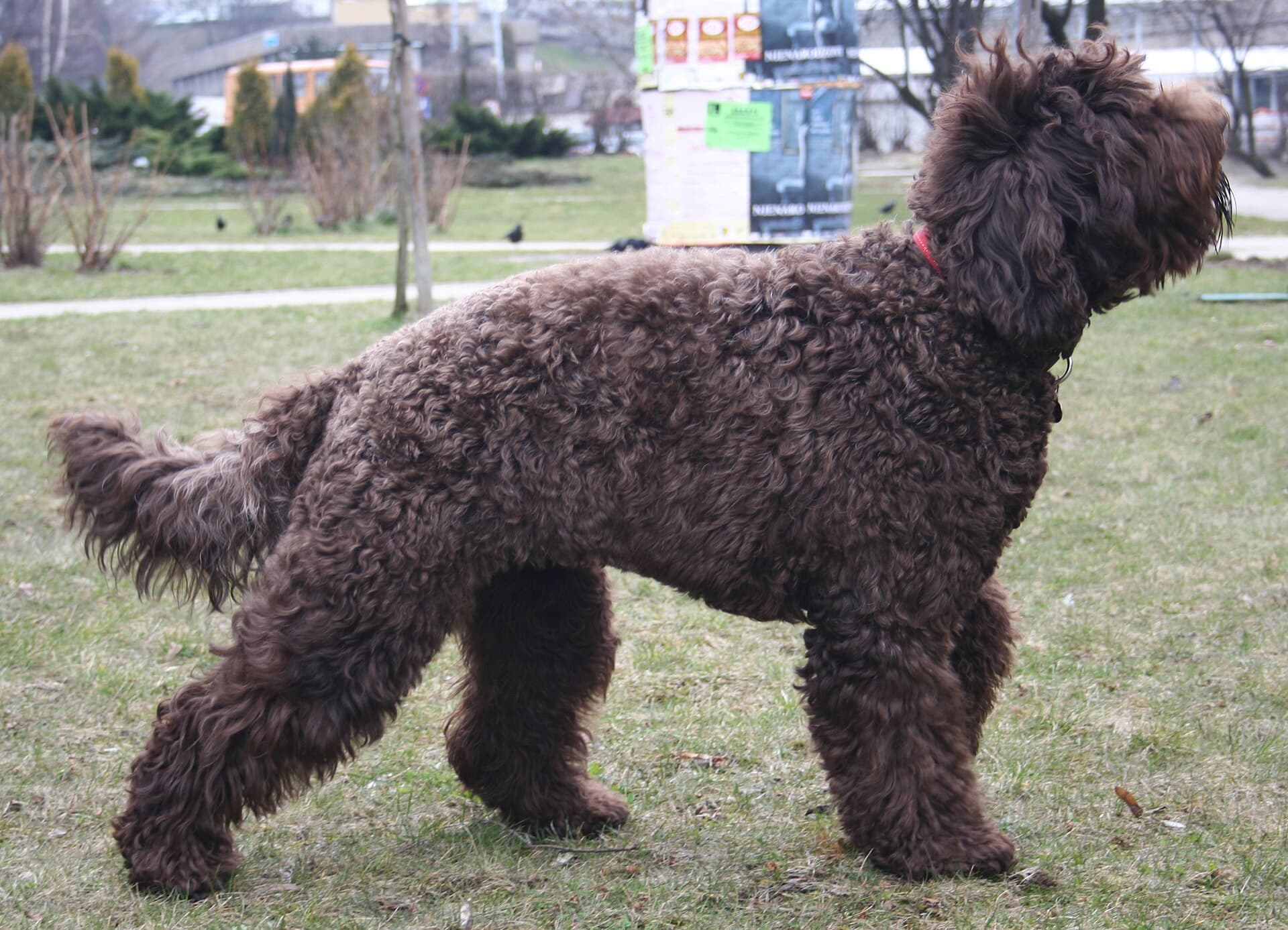 Barbet im Profil auf einer Wiese, dichtes gelocktes braunes Fell, Rute unkupiert.