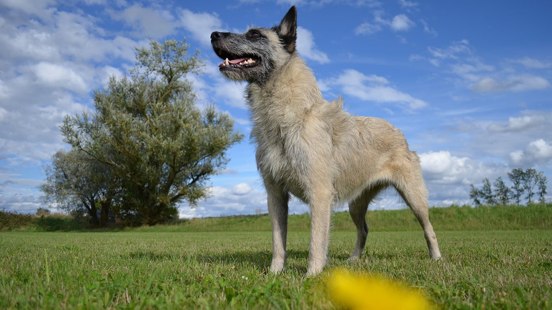 Ardennen-Treibhund mit rauem, zottigem Fell steht aufmerksam auf einer Wiese und blickt zur Seite.