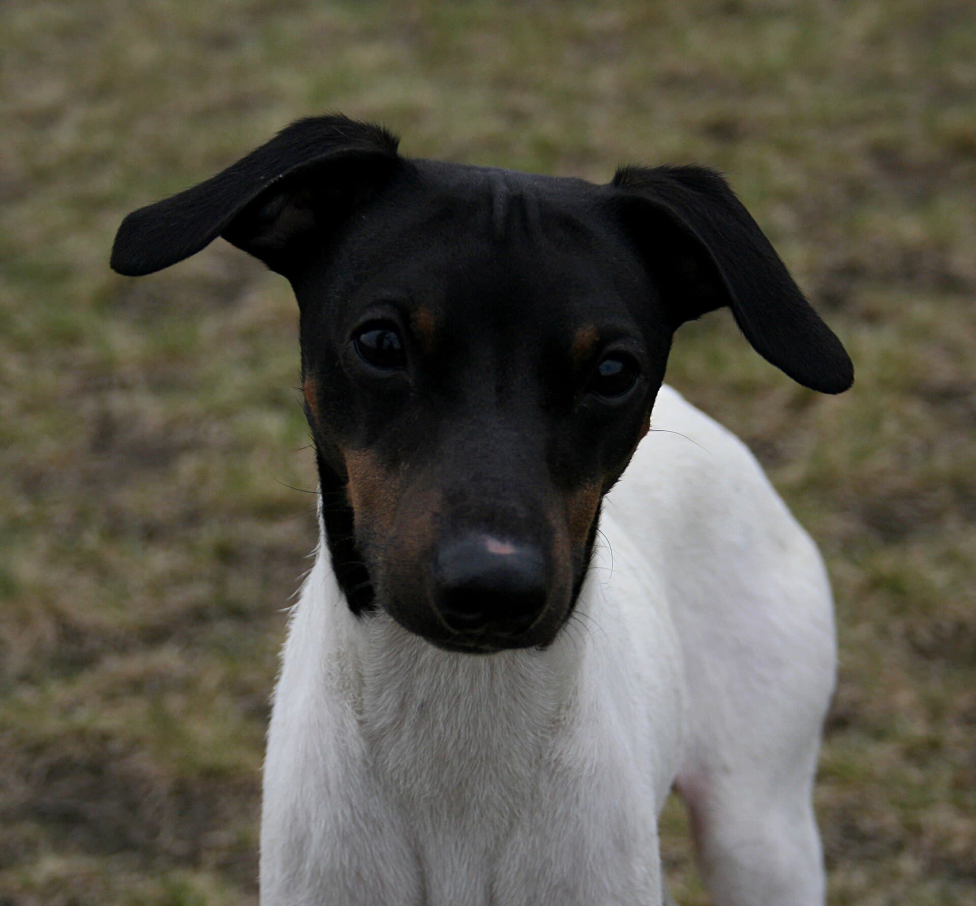 Japanischer Terrier im Porträt, schwarzer Kopf mit braunen Abzeichen, weißer Fang und Brust.