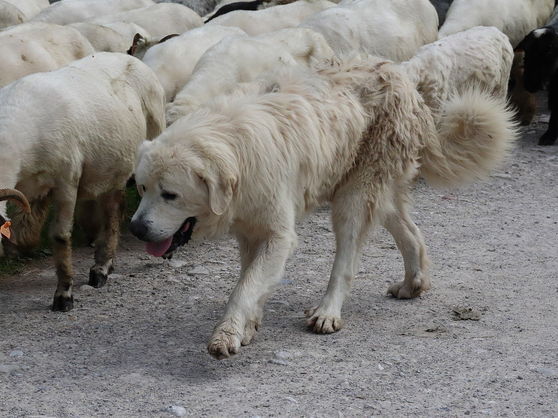 Polnischer Tatra-Schäferhund läuft als Herdenschutzhund inmitten einer Schafherde.