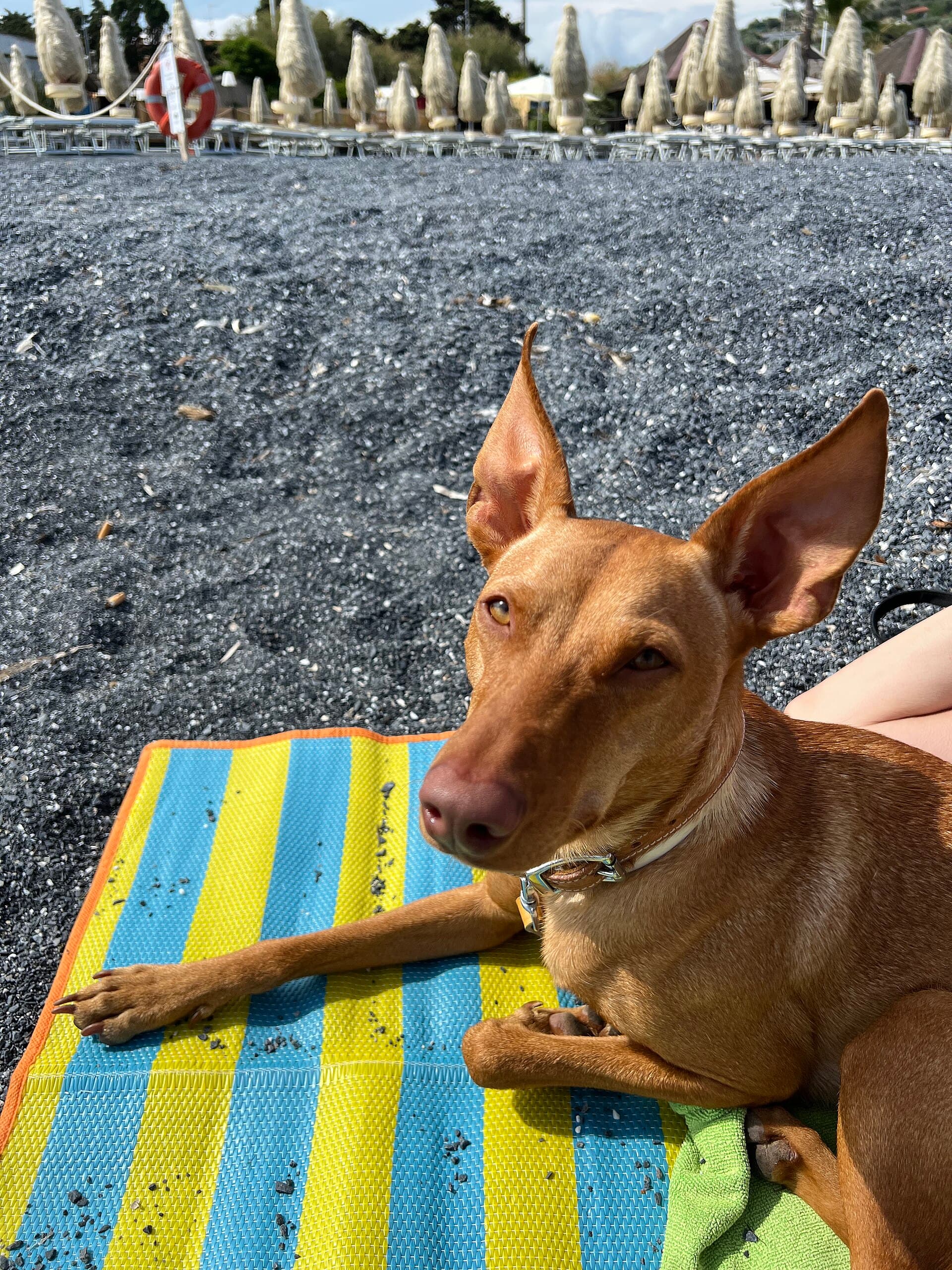 Cirneco dellEtna liegt entspannt zuhause auf einer Decke am Strand.