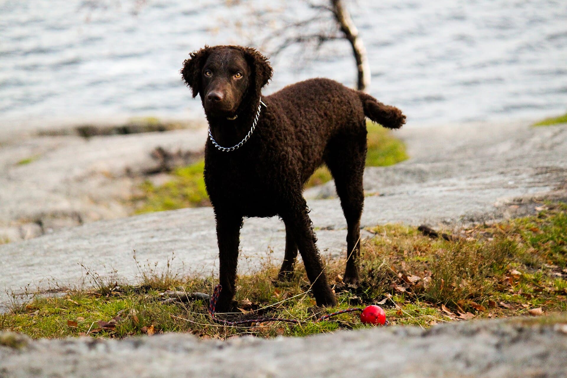 Curly Coated Retriever steht am Wasser neben einem roten Spielball.